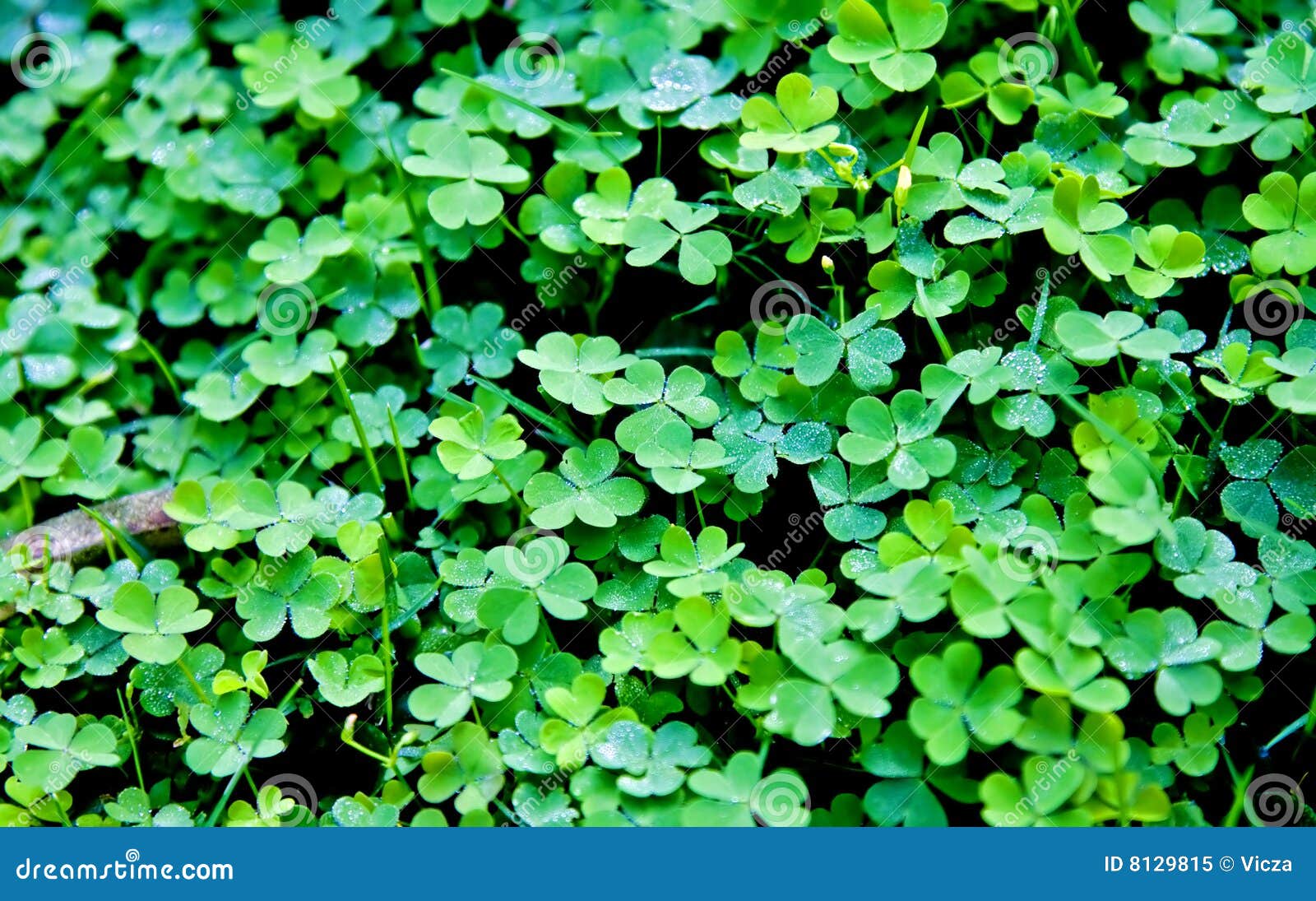 Lots of luck stock image. Image of clover, tradition, traditional 8129815