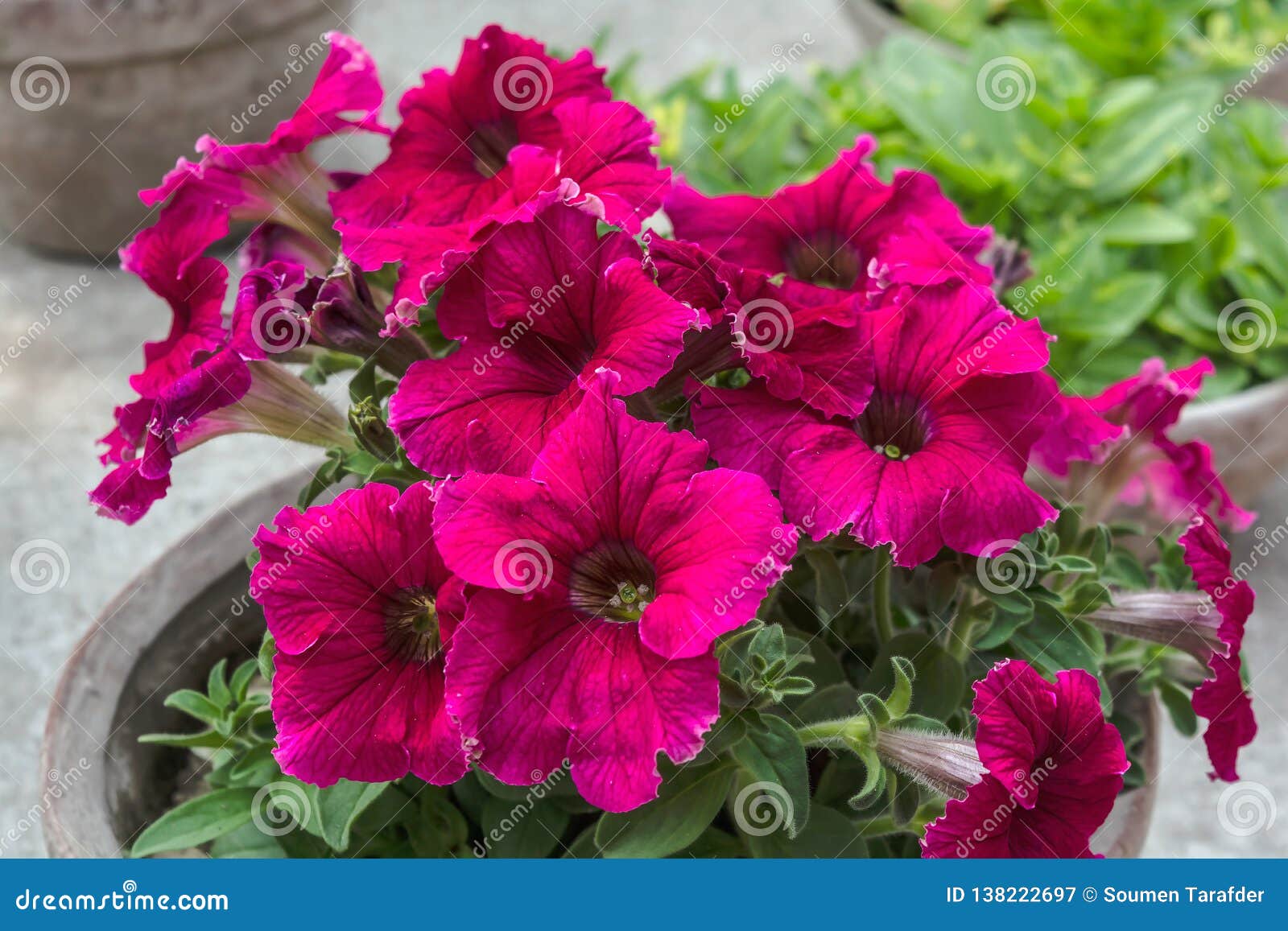 Lots of Magenta Color Petunia on a Clay Pot. Stock Image - Image of ...