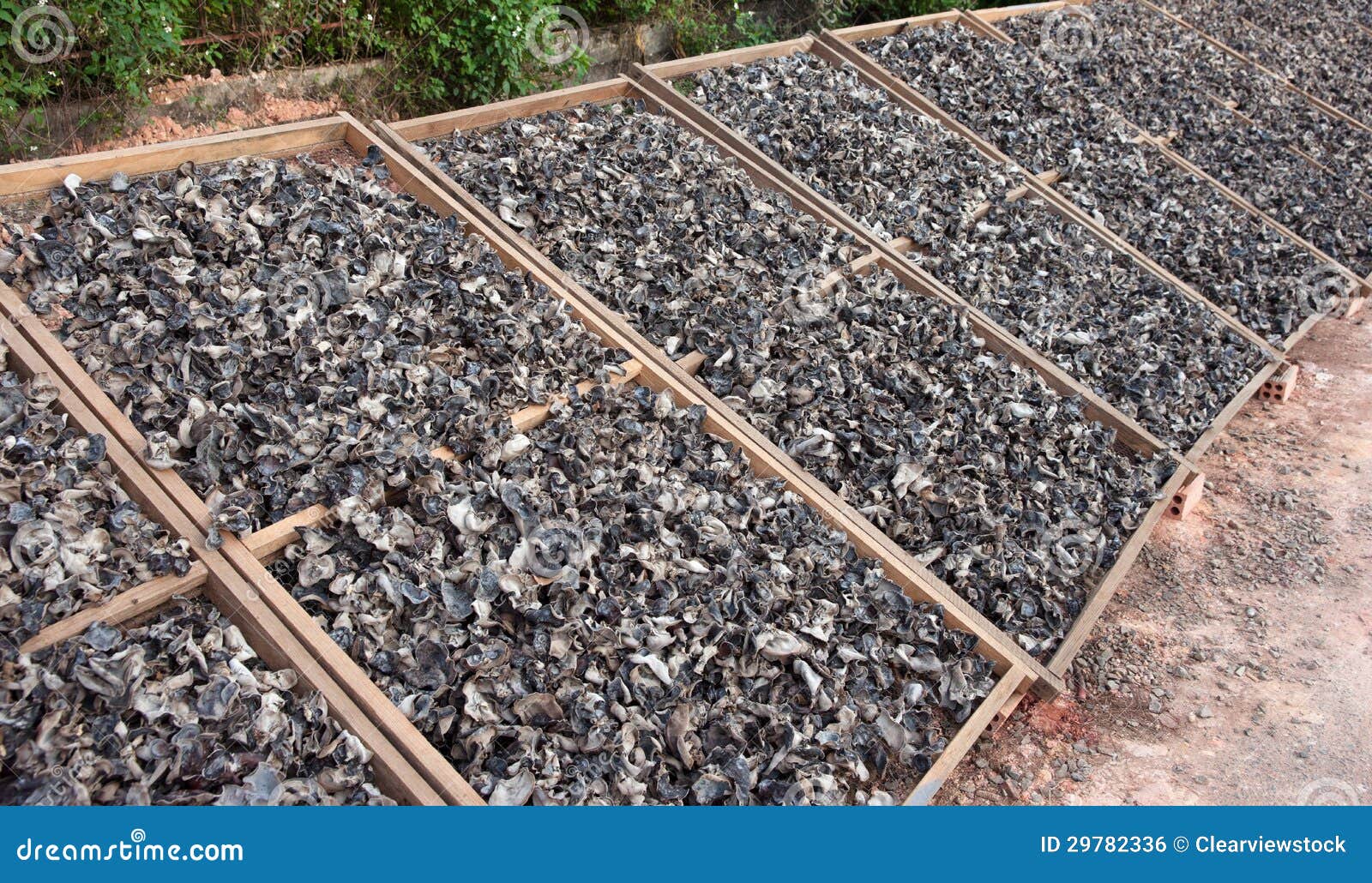 Mushrooms Drying in the Sun Stock Photo Image of vietnam, racks 29782336