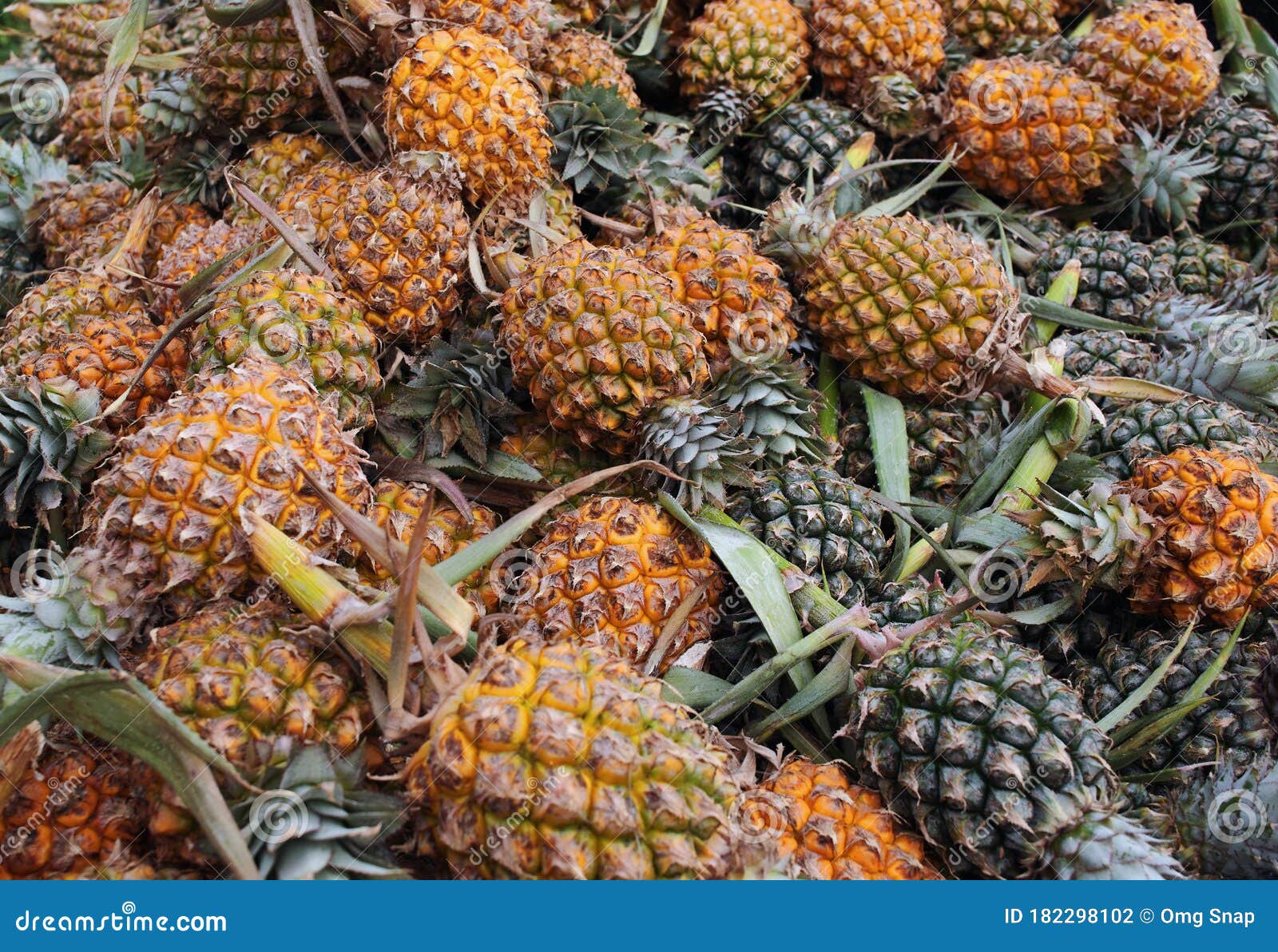 Pineapple in the Harvest Season Stock Photo Image of full, closeup