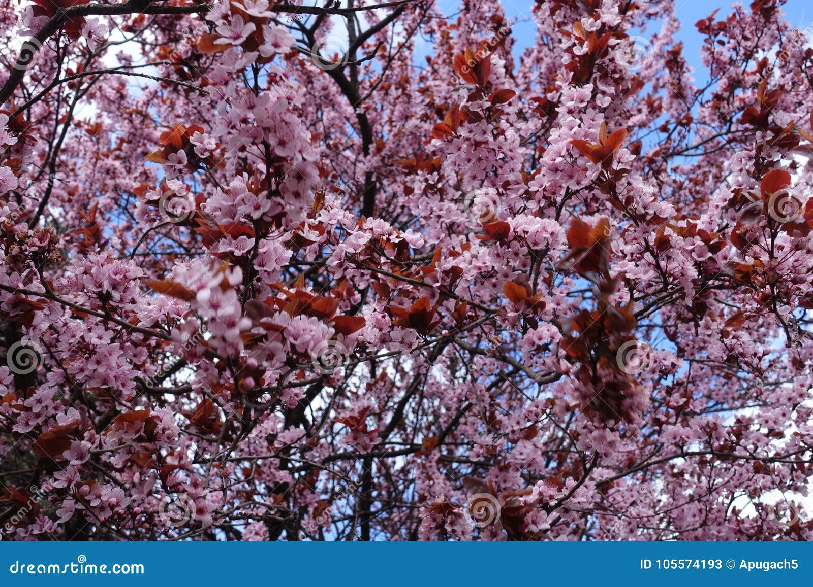 lots of pink flowers of prunus pissardii