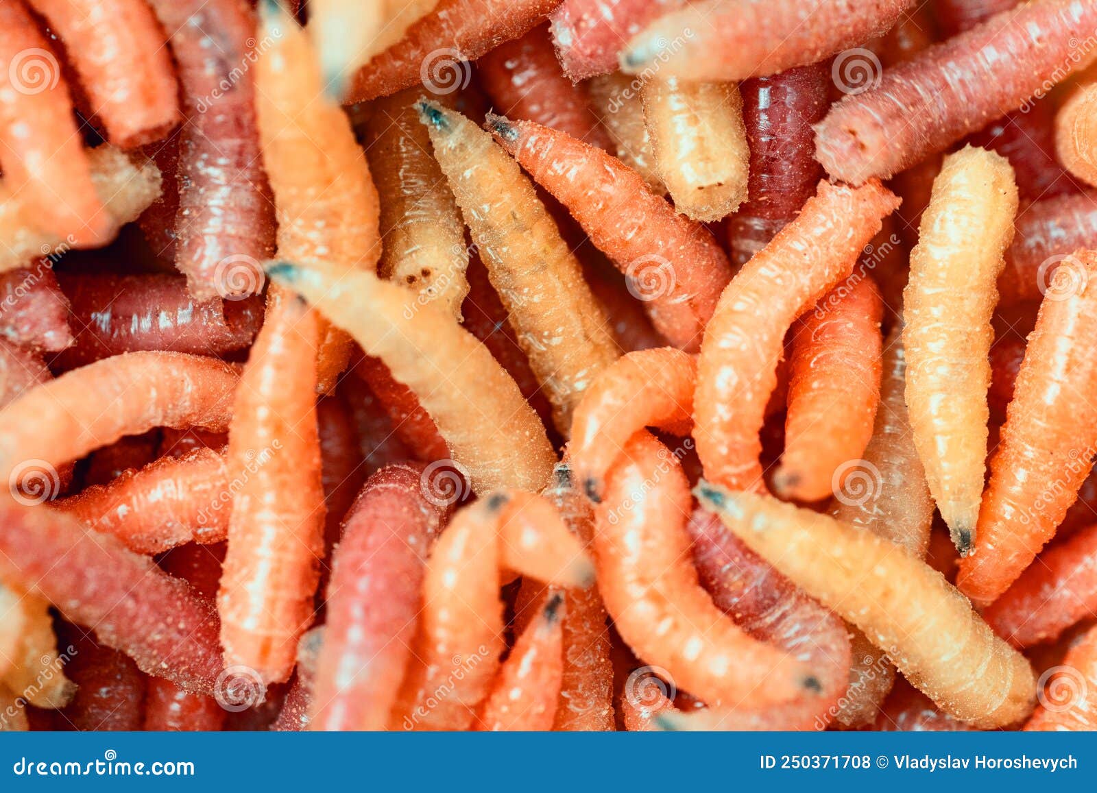 Lots of Red Grubs, Fly Grubs, Fishing Bait Stock Photo - Image of product,  worms: 250371708