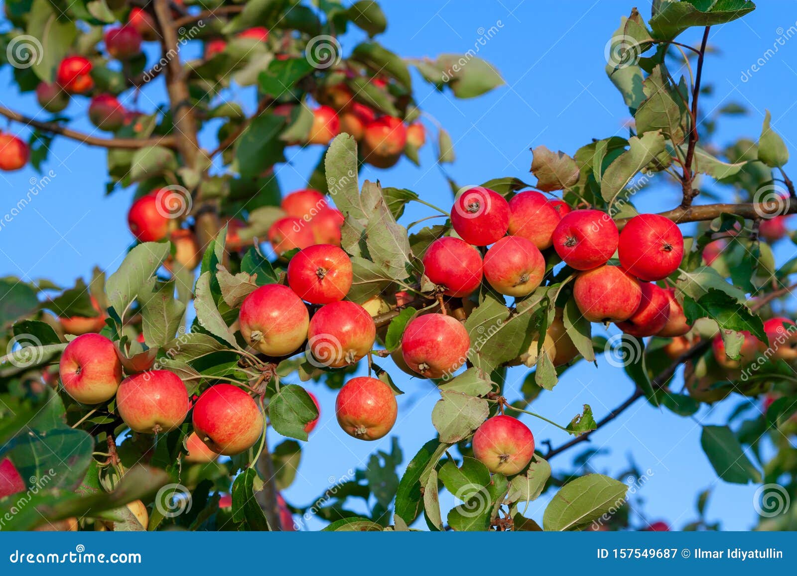 lots of ripe red delicious apples on branch, close up