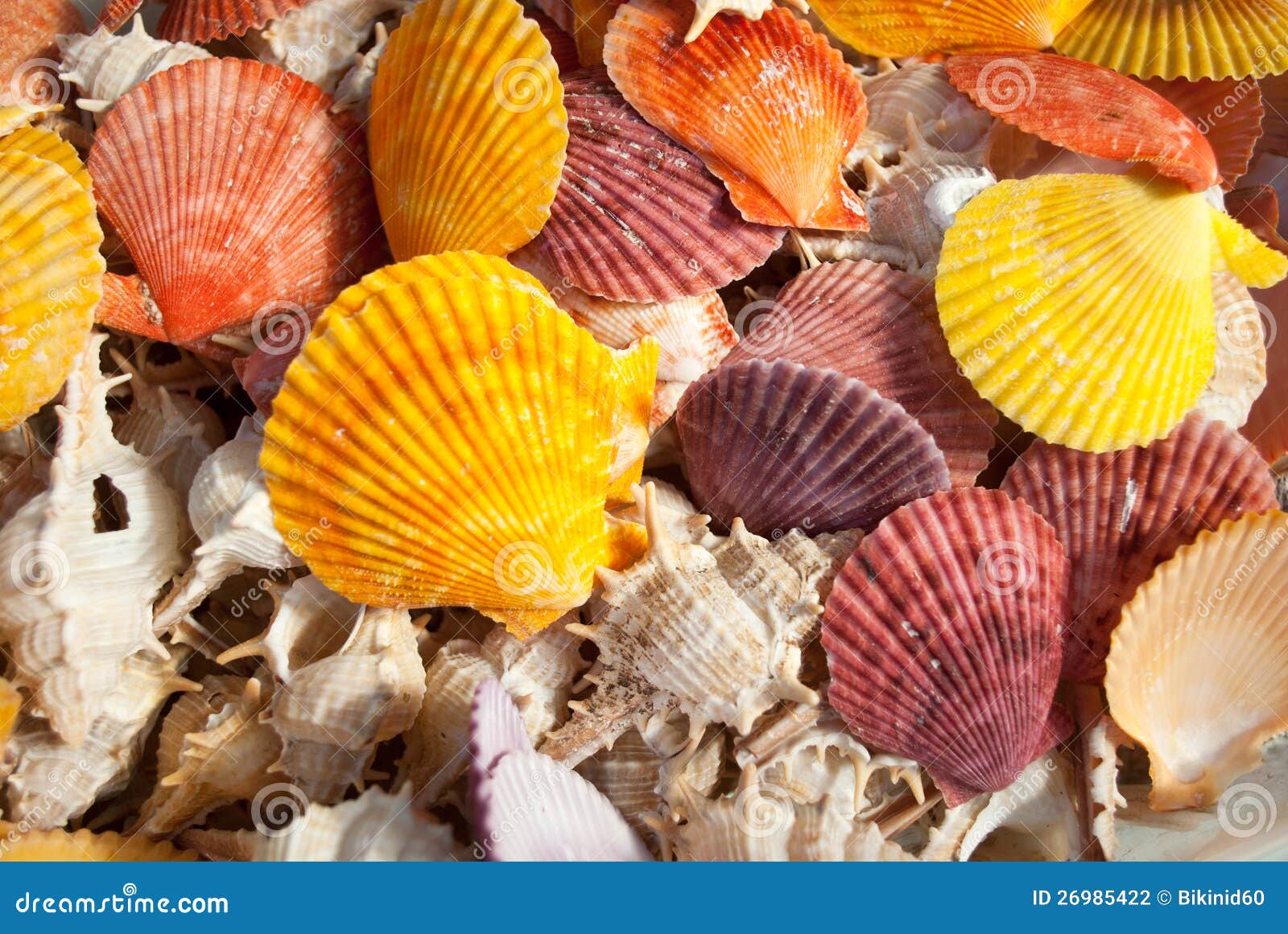 Lots of seashells. stock photo. Image of life, concept 26985422