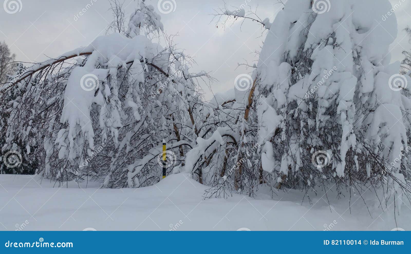 Lots of snow stock photo. Image