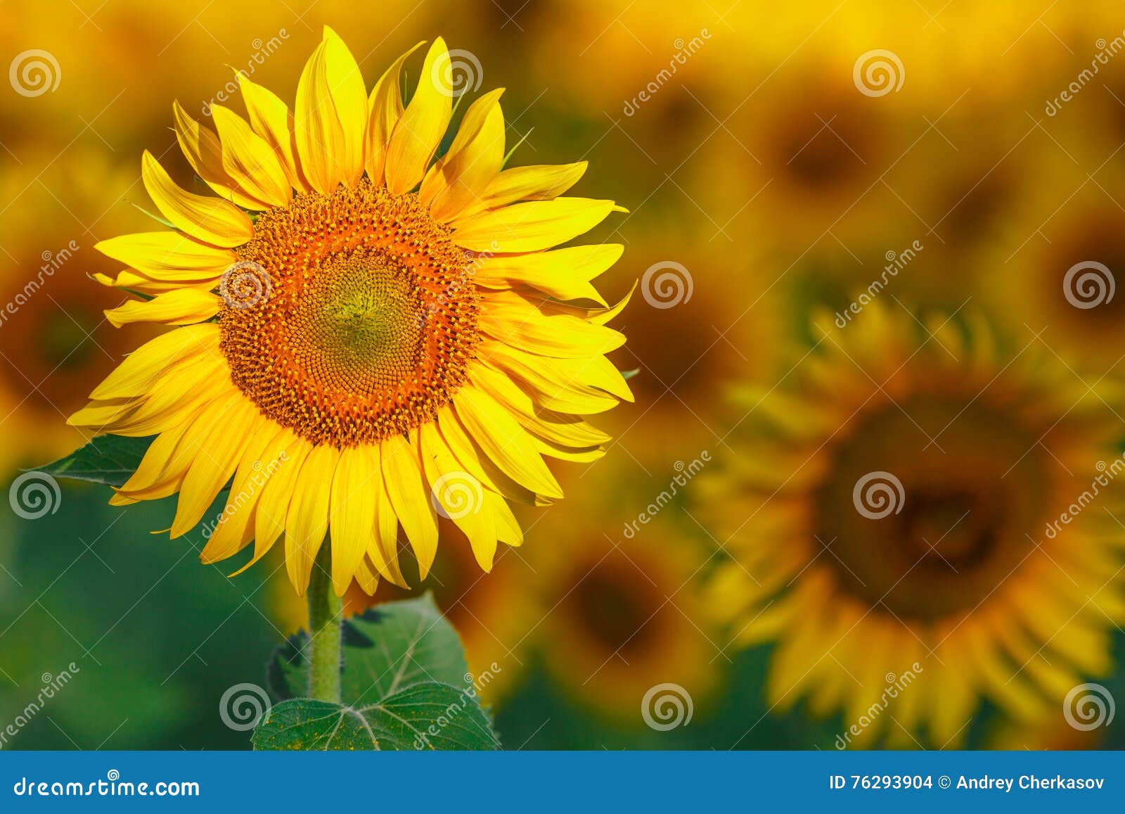 Lots of Sun Flowers on a Sunny Day Stock Photo Image of agricultural, landscape 76293904