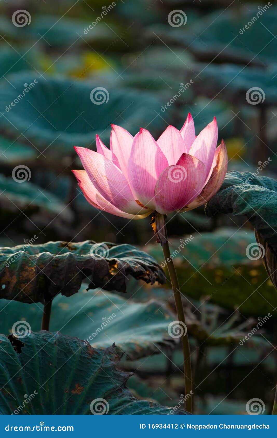 Lotus stock photo. Image of flower, fresh, natural, lotus 16934412