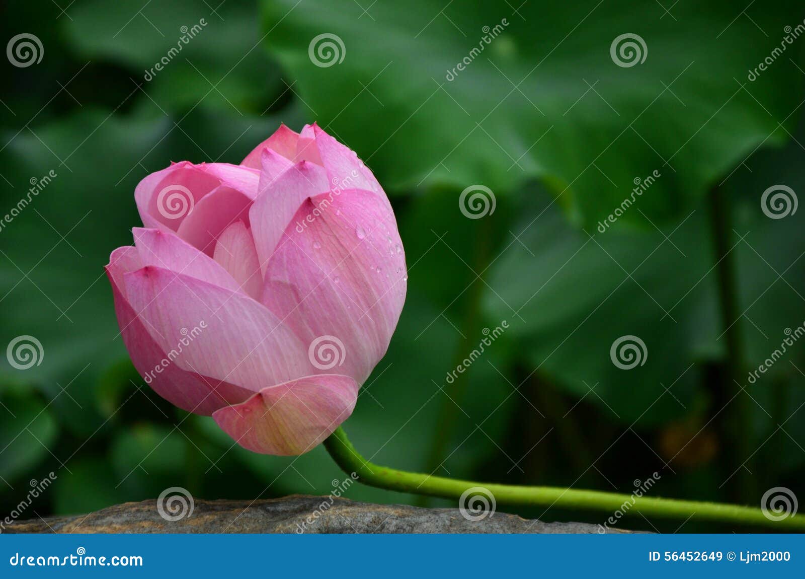 Mangeurs De Lotus Mangeurs De Montres Neautenjesimpml