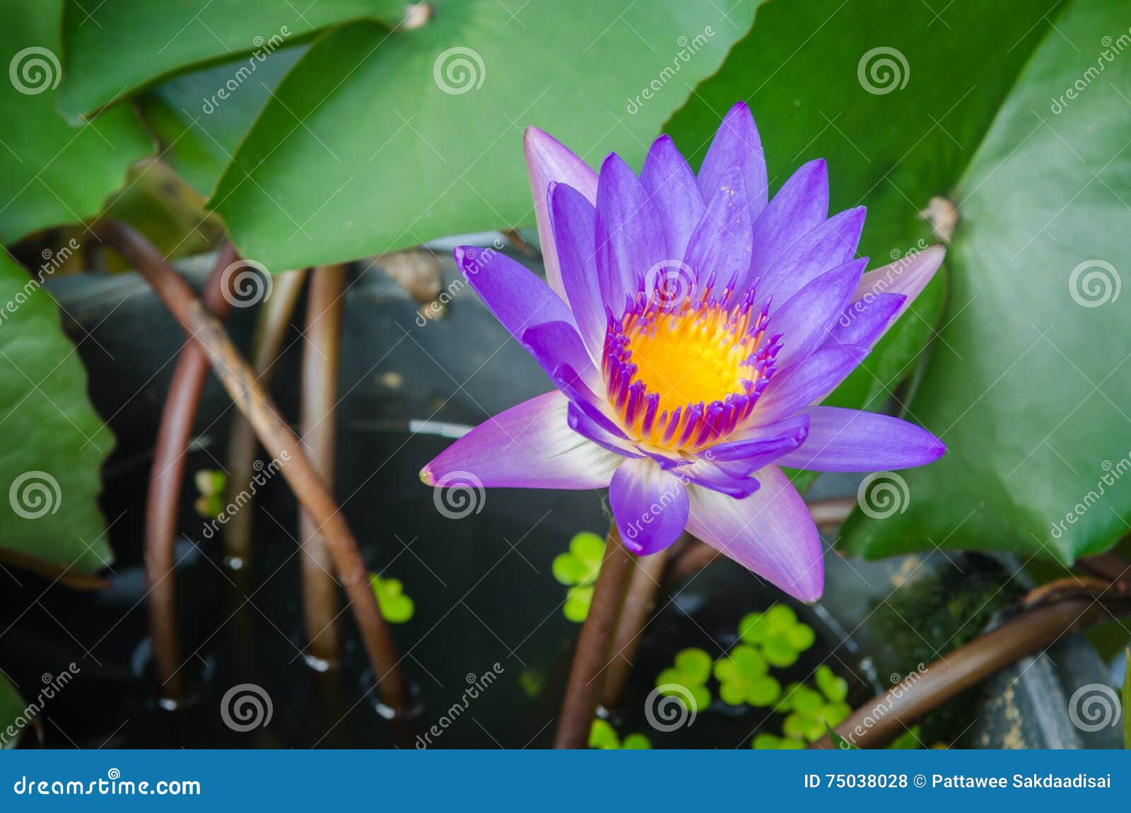 Lotus med gröna sidor, natur