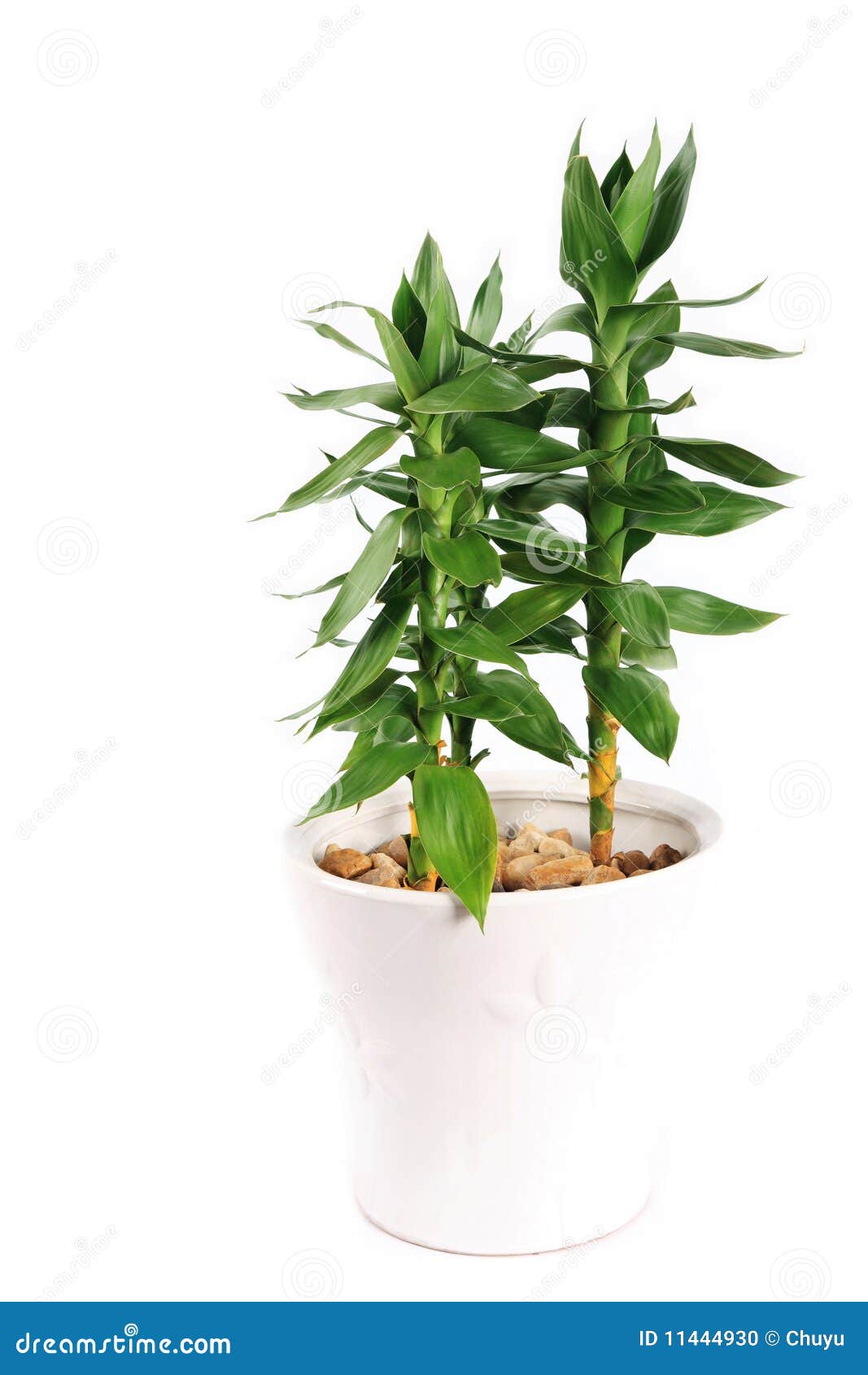 Lotus Bamboo Stock Photo Image 11444930