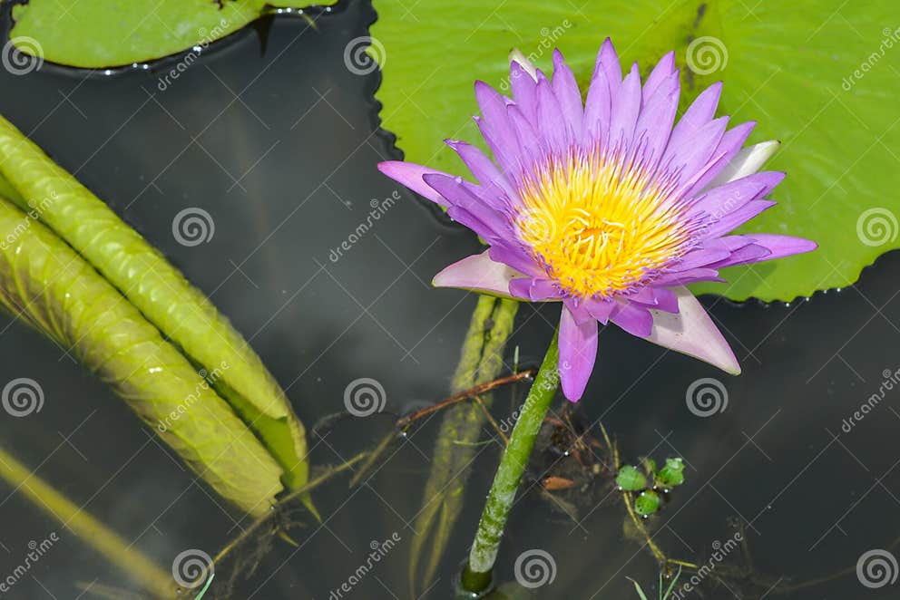 LotusBlume, Die Im Teich Blumming Ist Stockfoto Bild von blütenstaub
