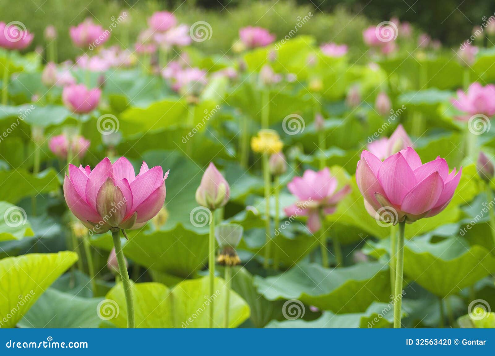 Lotus-Blüten auf dem geschützten Waldsee