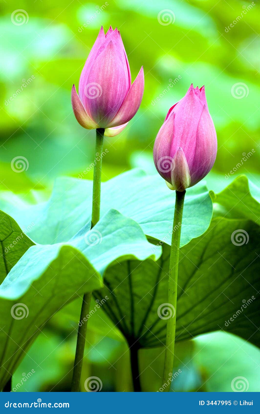 Lotus bud stock image. Image of chinese, xian, flower 3447995