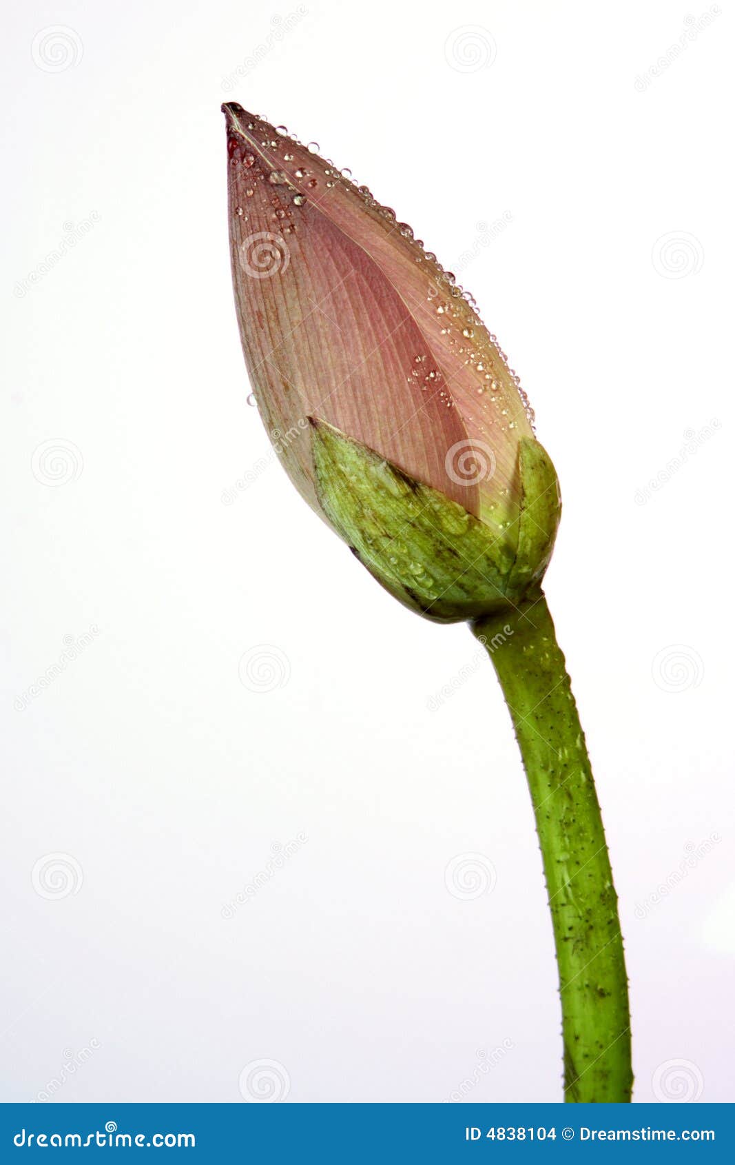 Lotus bud stock photo. Image of east, effloresce, botanical 4838104
