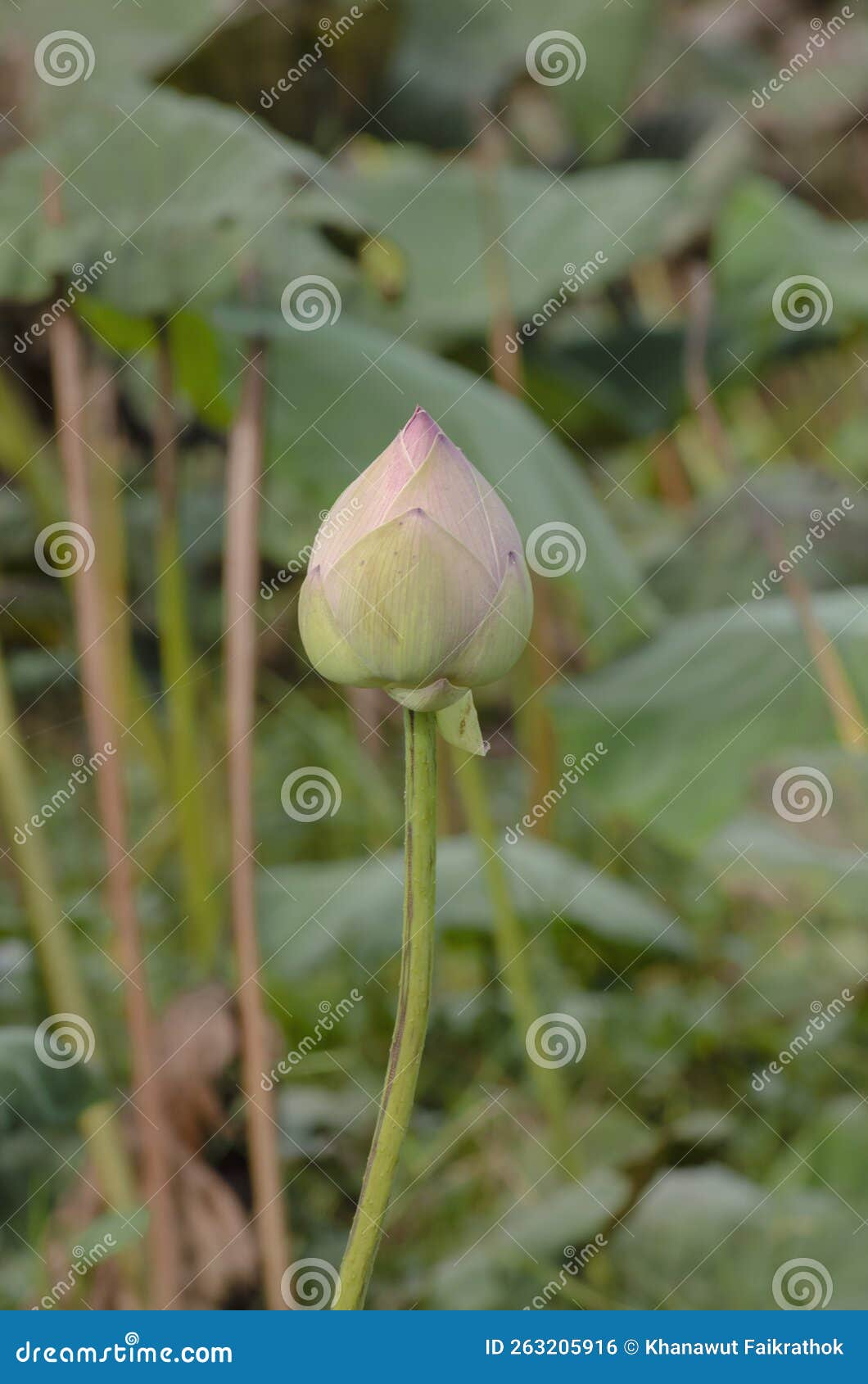 The Lotus Bud are Not yet Bloomming Stock Photo Image of aquatic