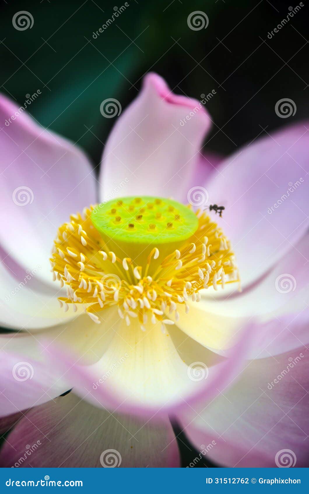 Lotus stock photo. Image of sunlight, tranquil, botany 31512762