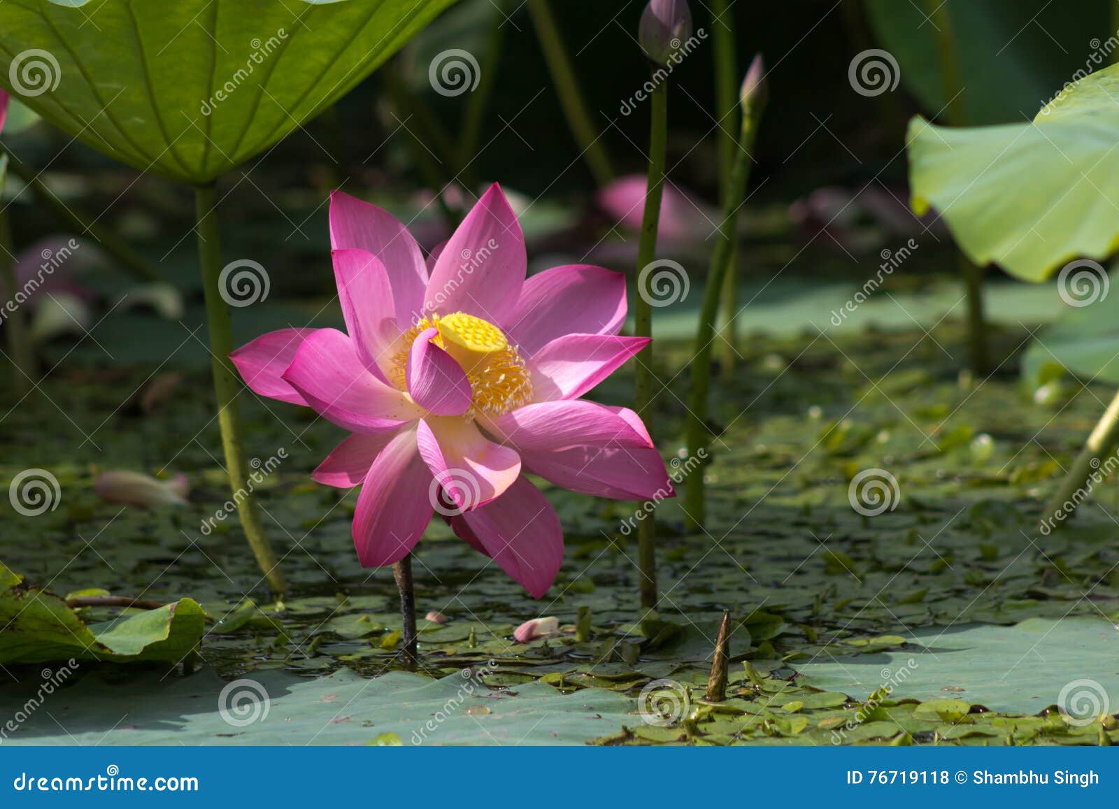 934 Lotus Mud Photos Free & RoyaltyFree Stock Photos from Dreamstime