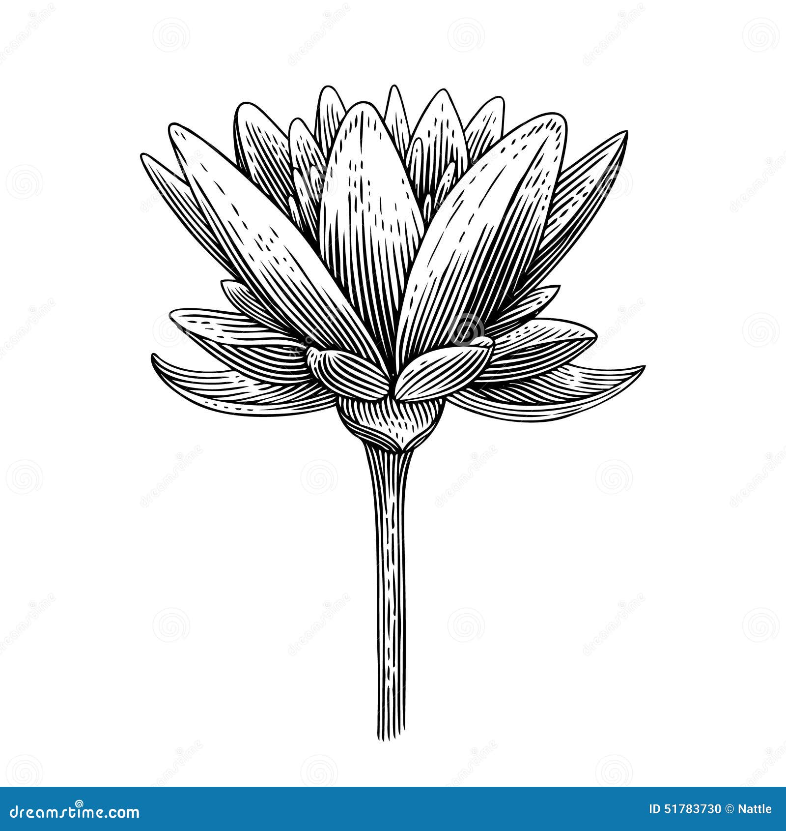 Lotus stock vector. Illustration of asian, buddha, engraved - 51783730