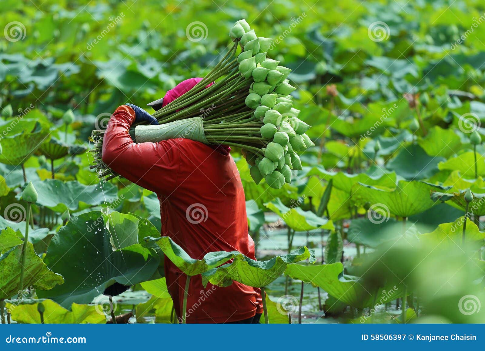 farming golden lotus rep farming golden lotus rep