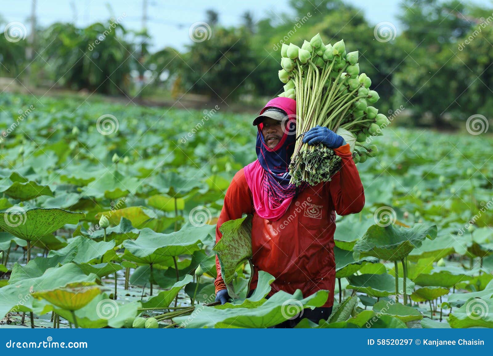 golden lotus farm rep golden lotus farm rep