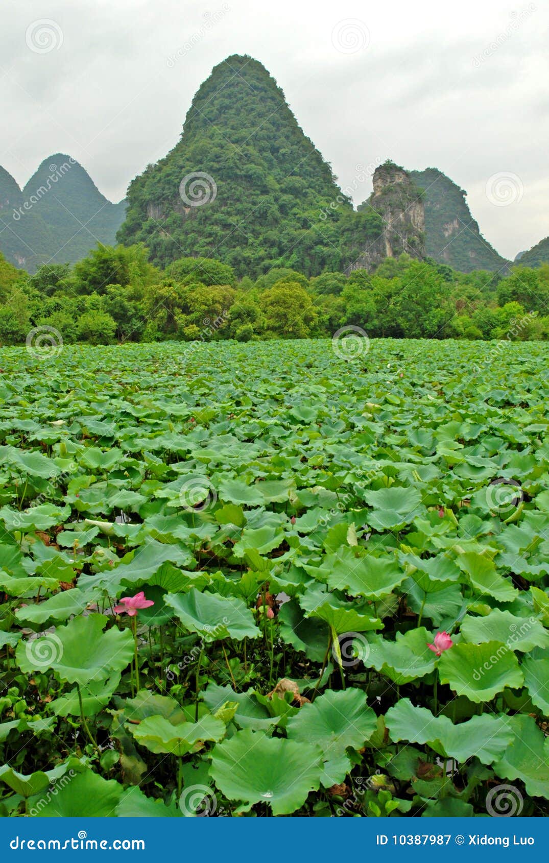 Lotus field stock image. Image of lotus, mountain, field 10387987