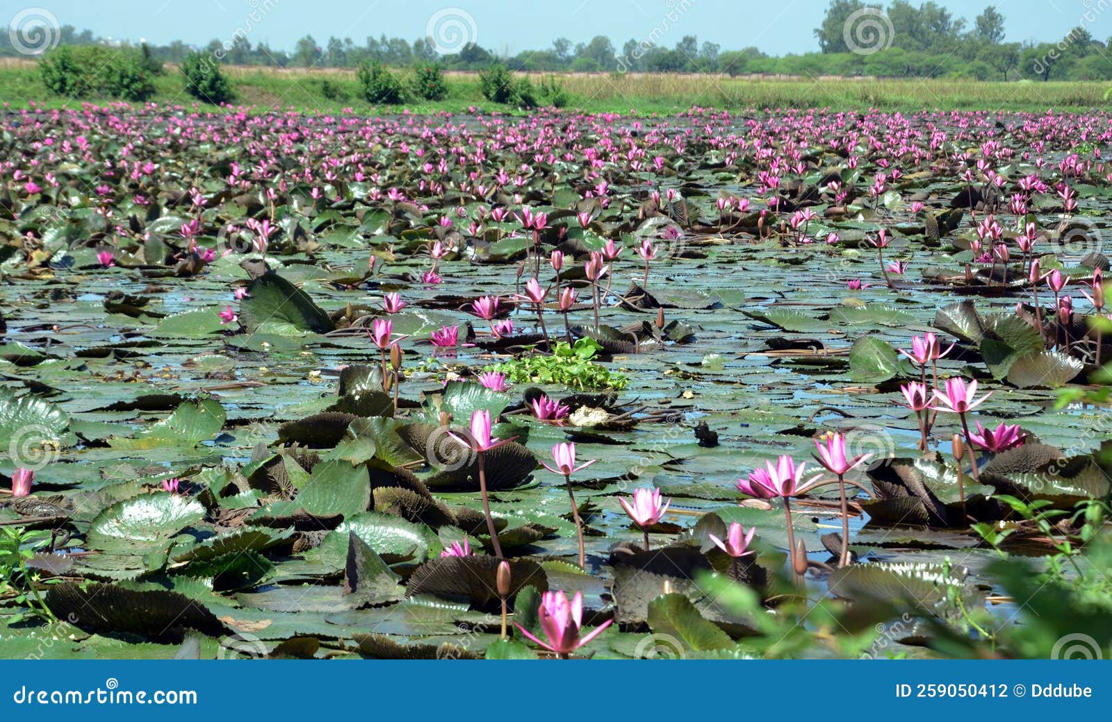The Lotus Field in Bhopal, India Stock Photo Image of pradesh