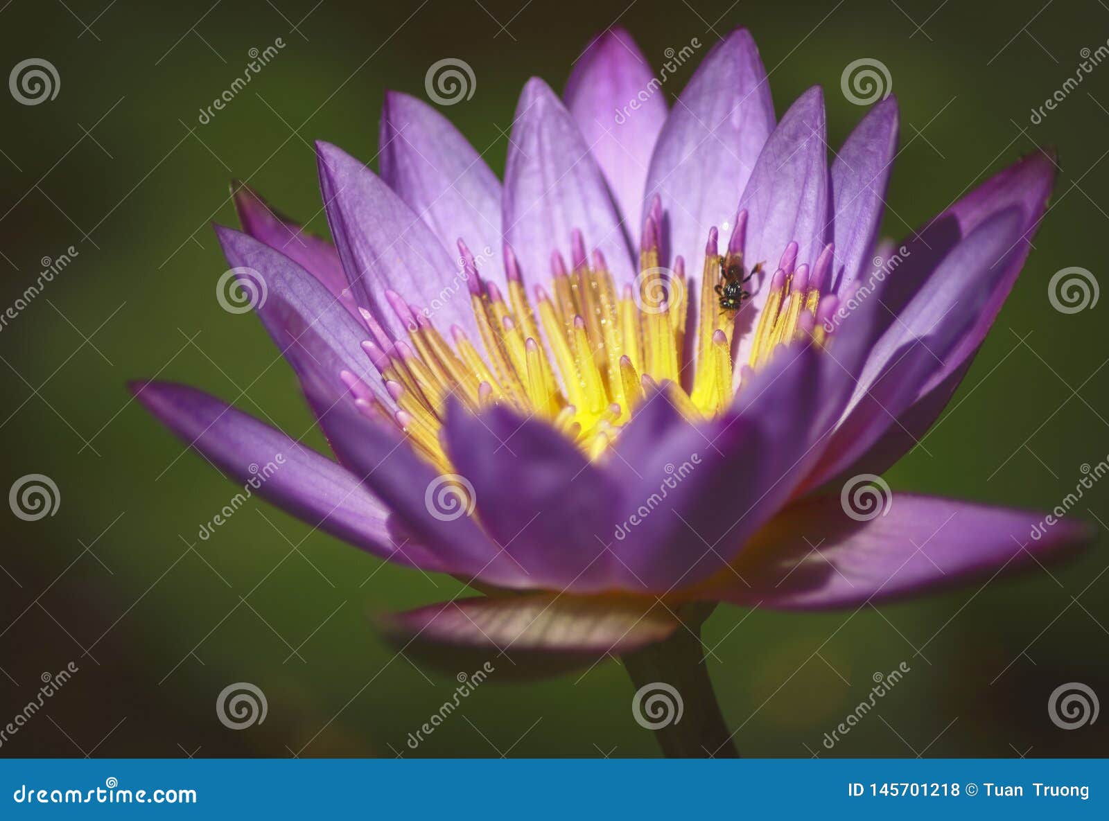 Lotus Fleurs De Bouddha Photo Stock Image Du Signification