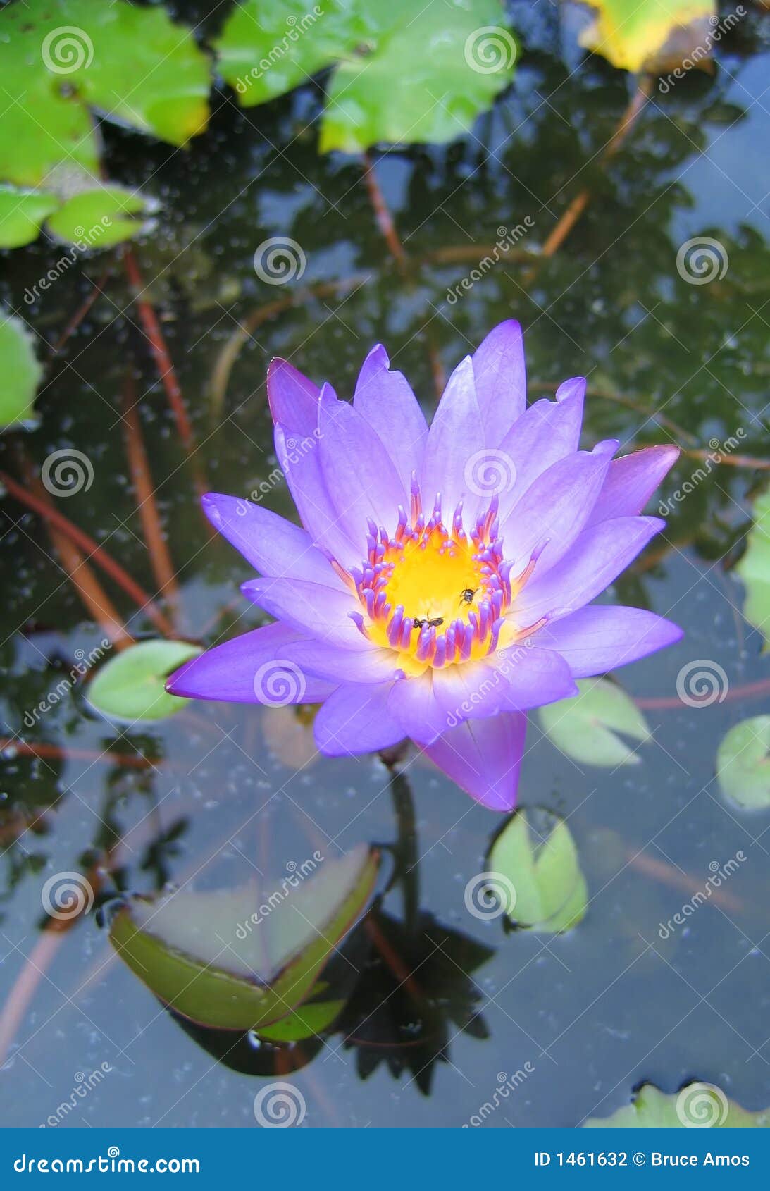 Lotus flower stock photo. Image of malaysia, huge, botany 1461632