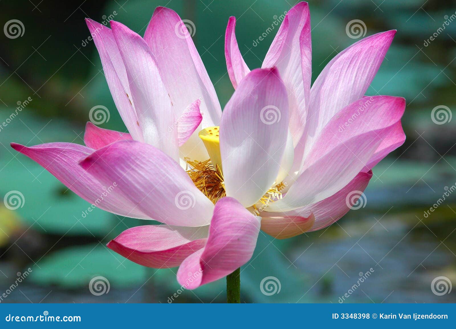 Lotus flower stock photo. Image of pink, garden, closeup 3348398