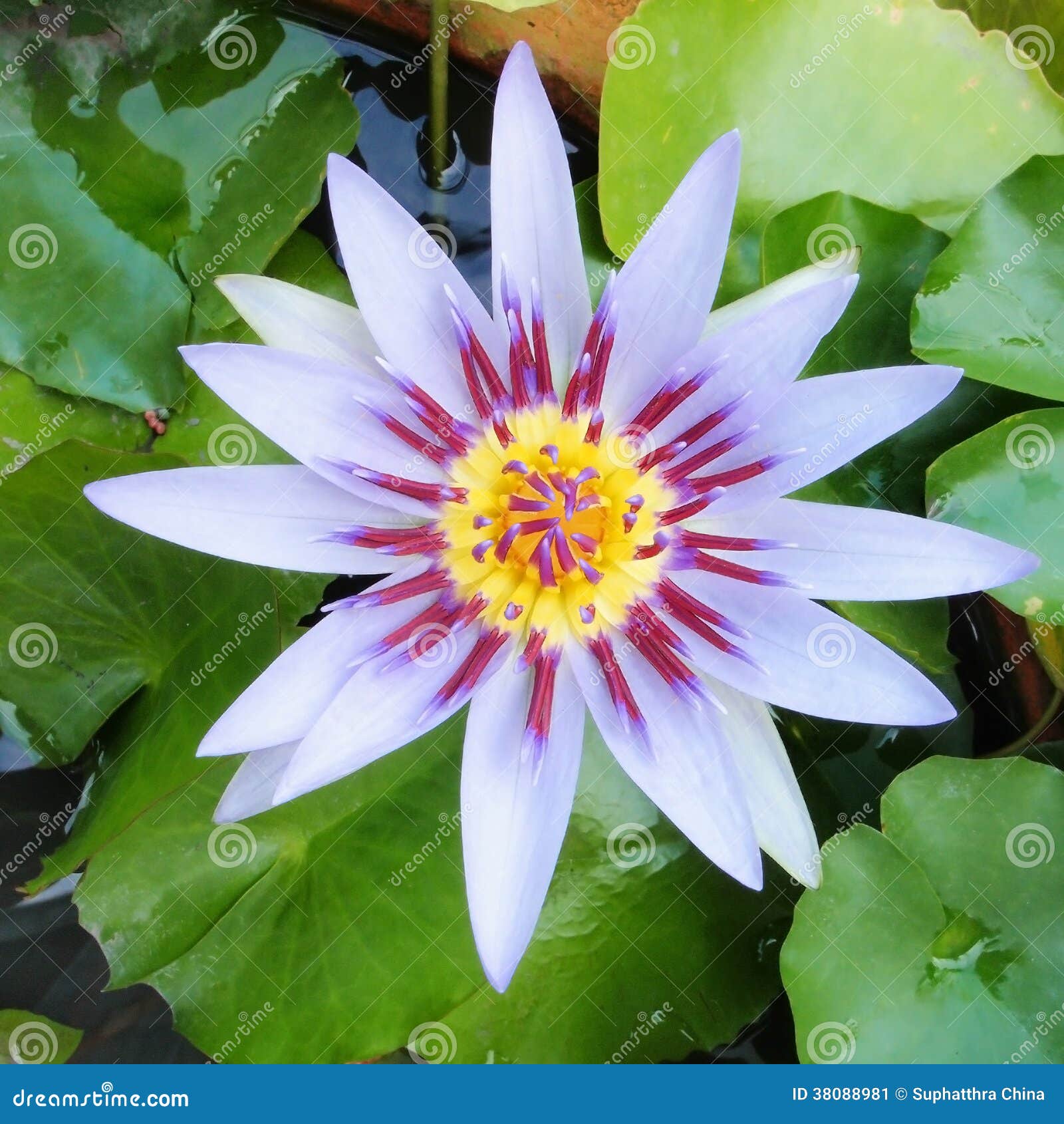Lotus Flower stock image. Image of petal, pond, aquatic 38088981