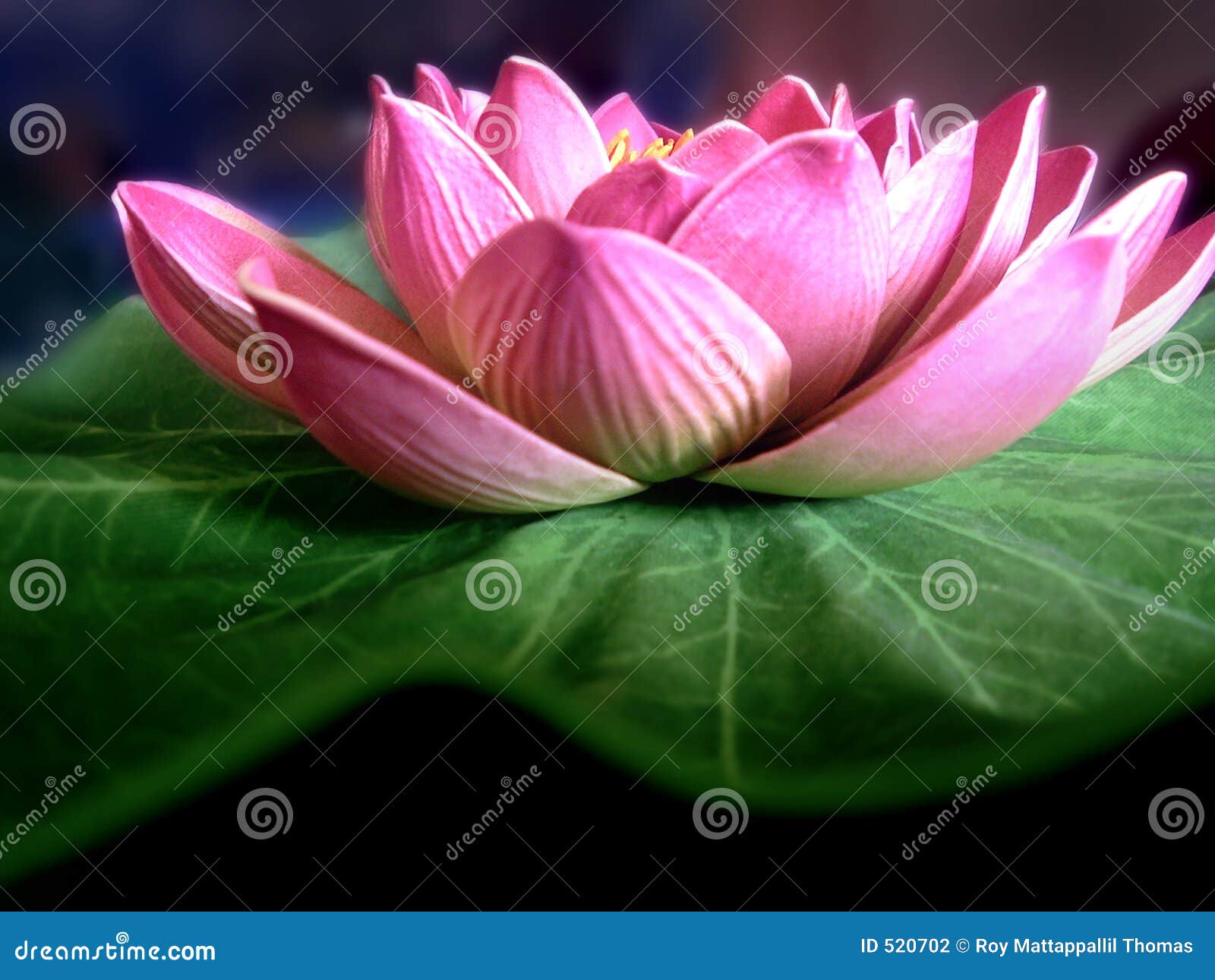 lotus flower