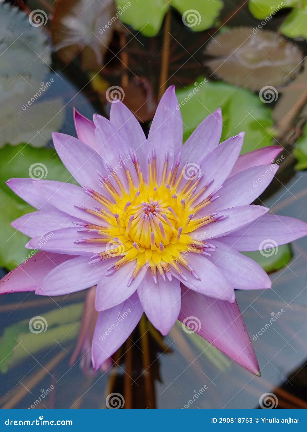 Lotus flower so beautiful stock image. Image of beautiful 290818763
