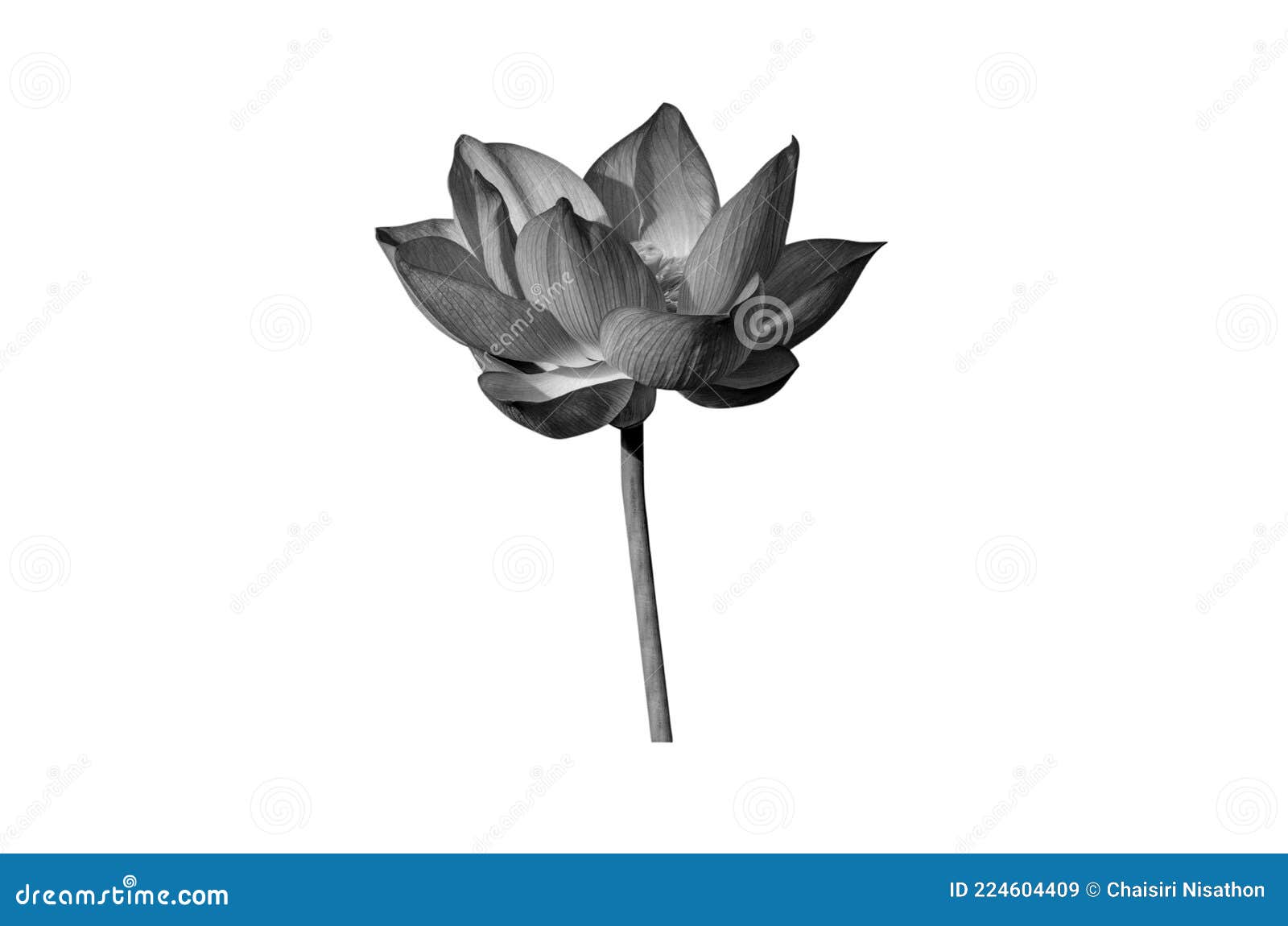 Lotus Flower in Black and White Isolated on White Background. Stock