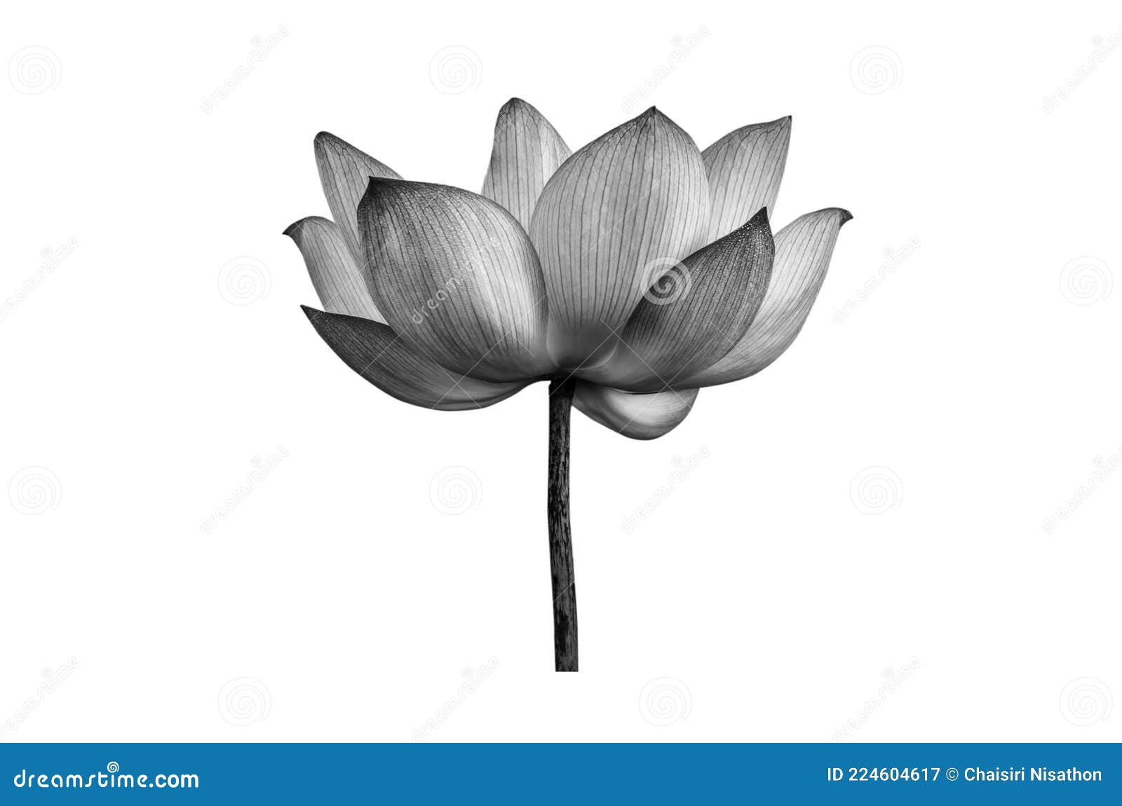 Lotus Flower in Black and White Isolated on White Background. Stock