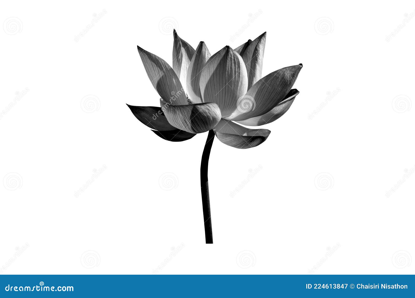 166 Black White Lotus Flower Drawing Photos Free Royalty Free Stock Photos From Dreamstime 166 Black White Lotus Flower Drawing Photos Free Royalty Free Stock Photos From Dreamstime