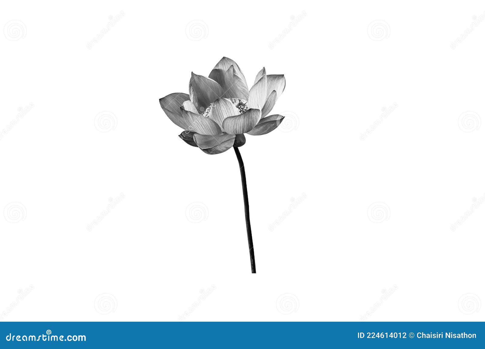 Lotus Flower in Black and White Isolated on White Background. Stock