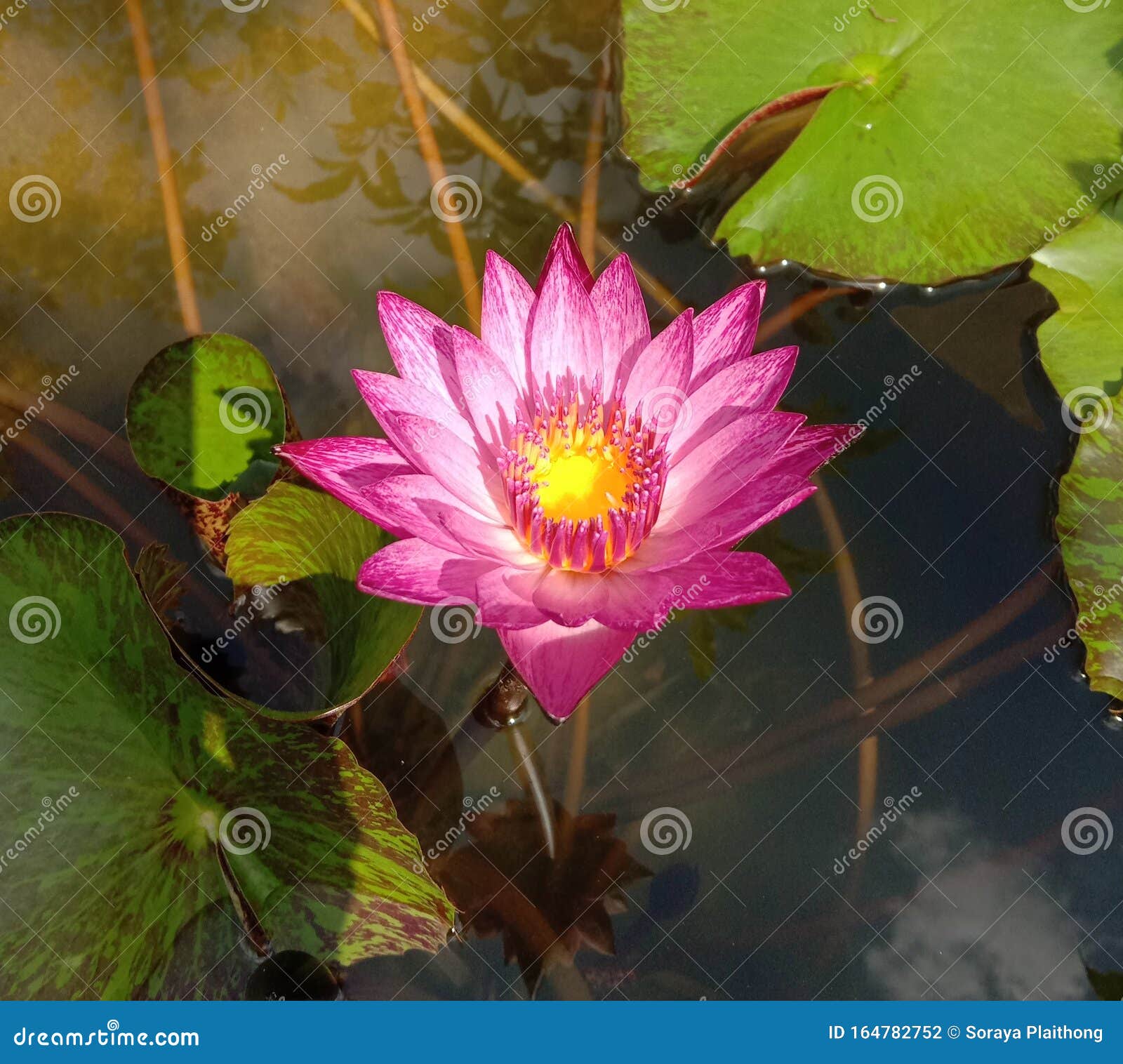 lotus flower blooming on green leaf and water surface is considered a  of virtue. belief has existed since the modern era.
