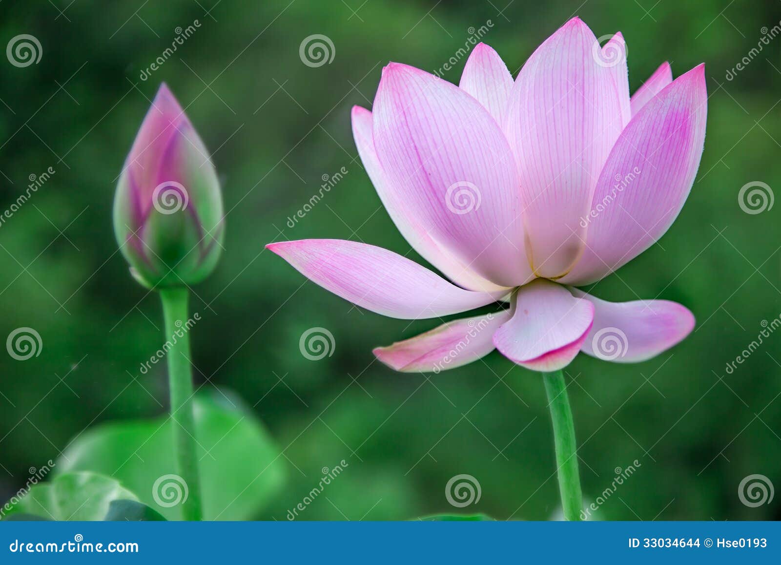 Lotus flower blooming stock photo. Image of petal, garden 33034644