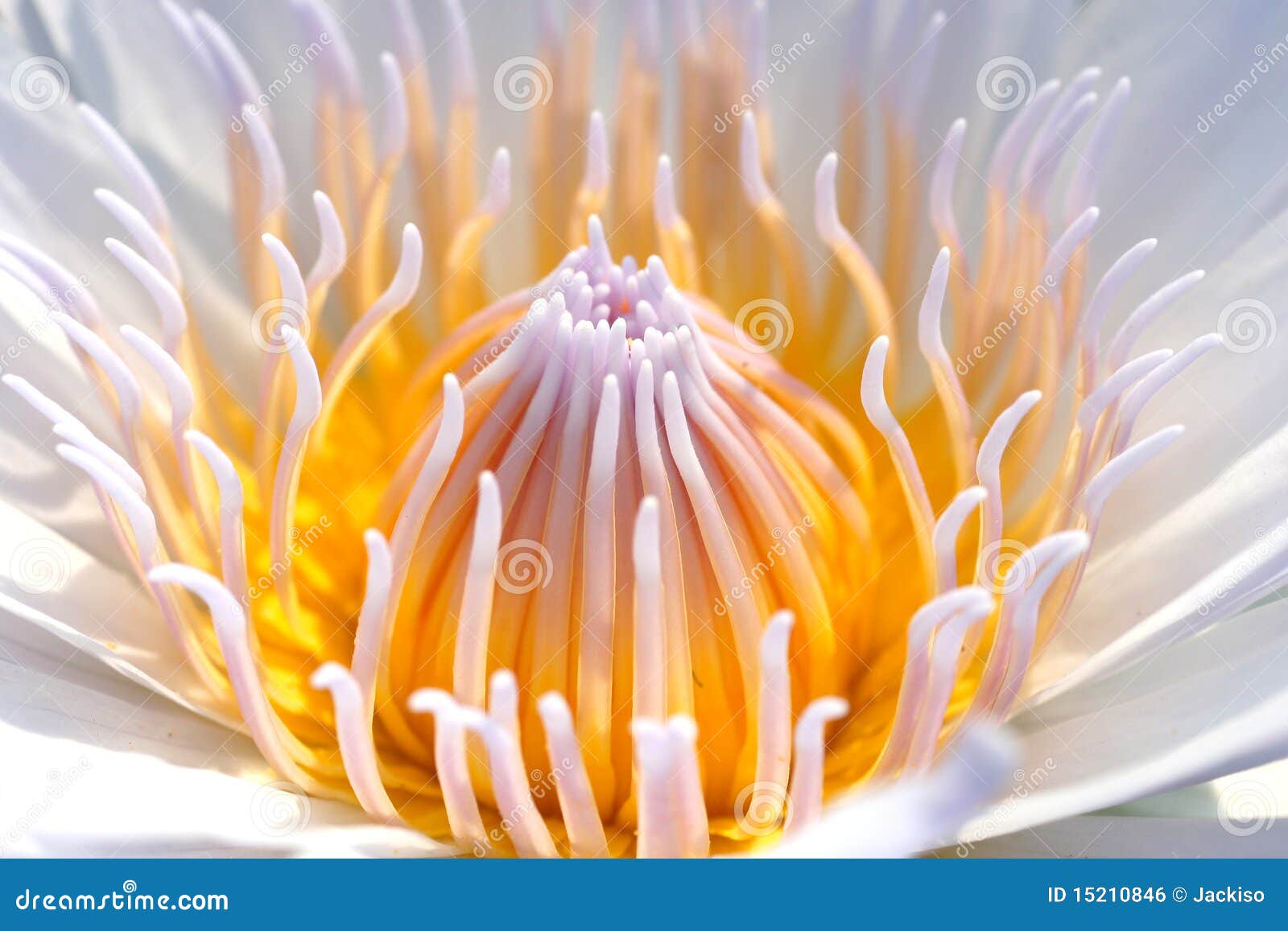 Lotus flower blossom stock photo. Image of india, green 15210846
