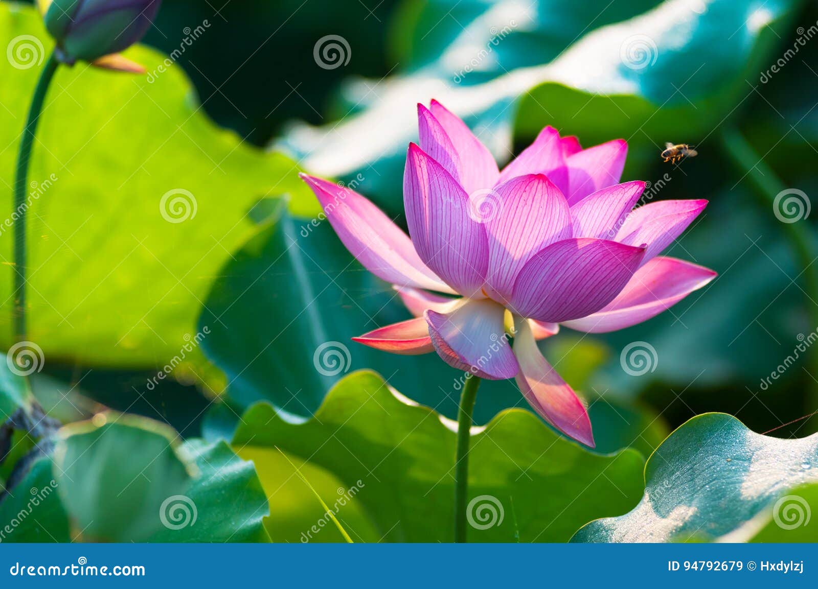 Lotus flower blossom stock image. Image of foliage, china 94792679
