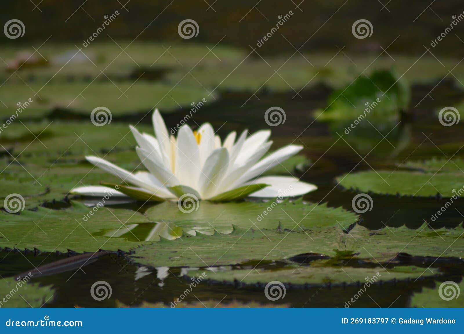 Lotus Flower at Bogor Botanical Gardens Indonesia Stock Image Image