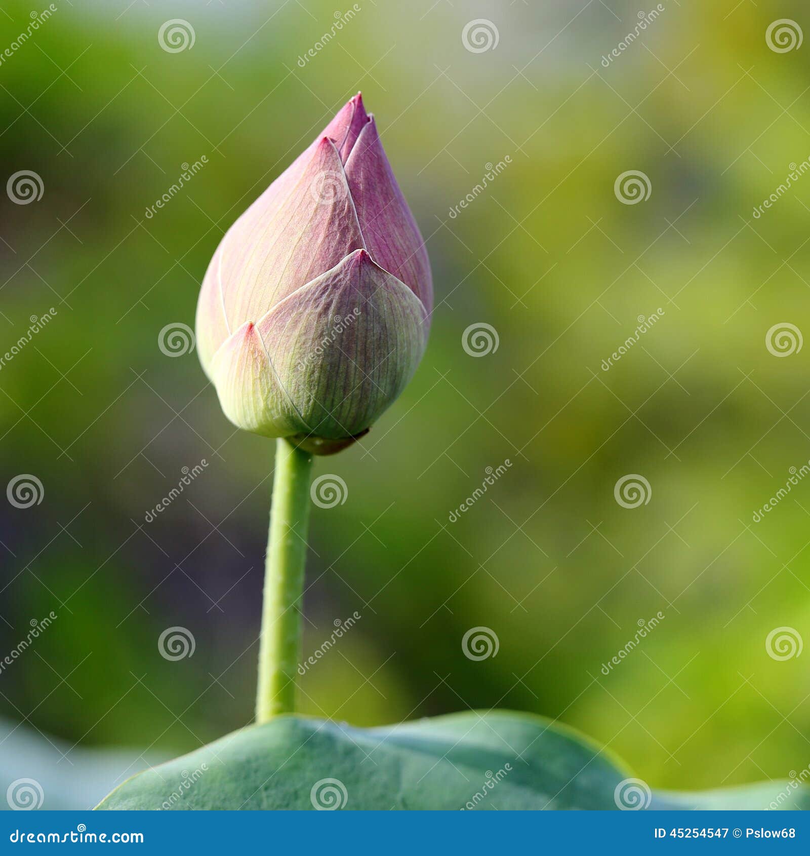 Lotus Flower Bud stock image. Image of season, closeup 45254547