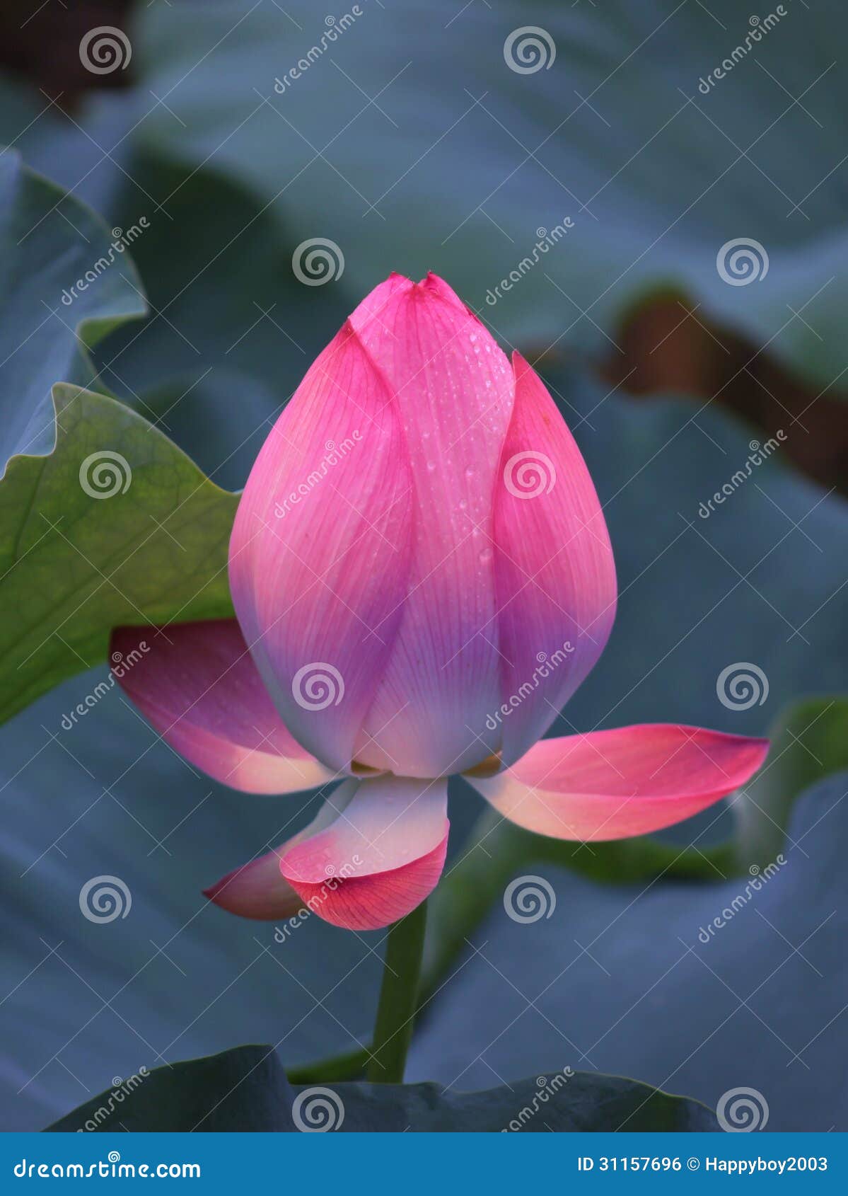 The LOTUS FLOWER BUDS stock photo. Image of flora, ornamental 31157696