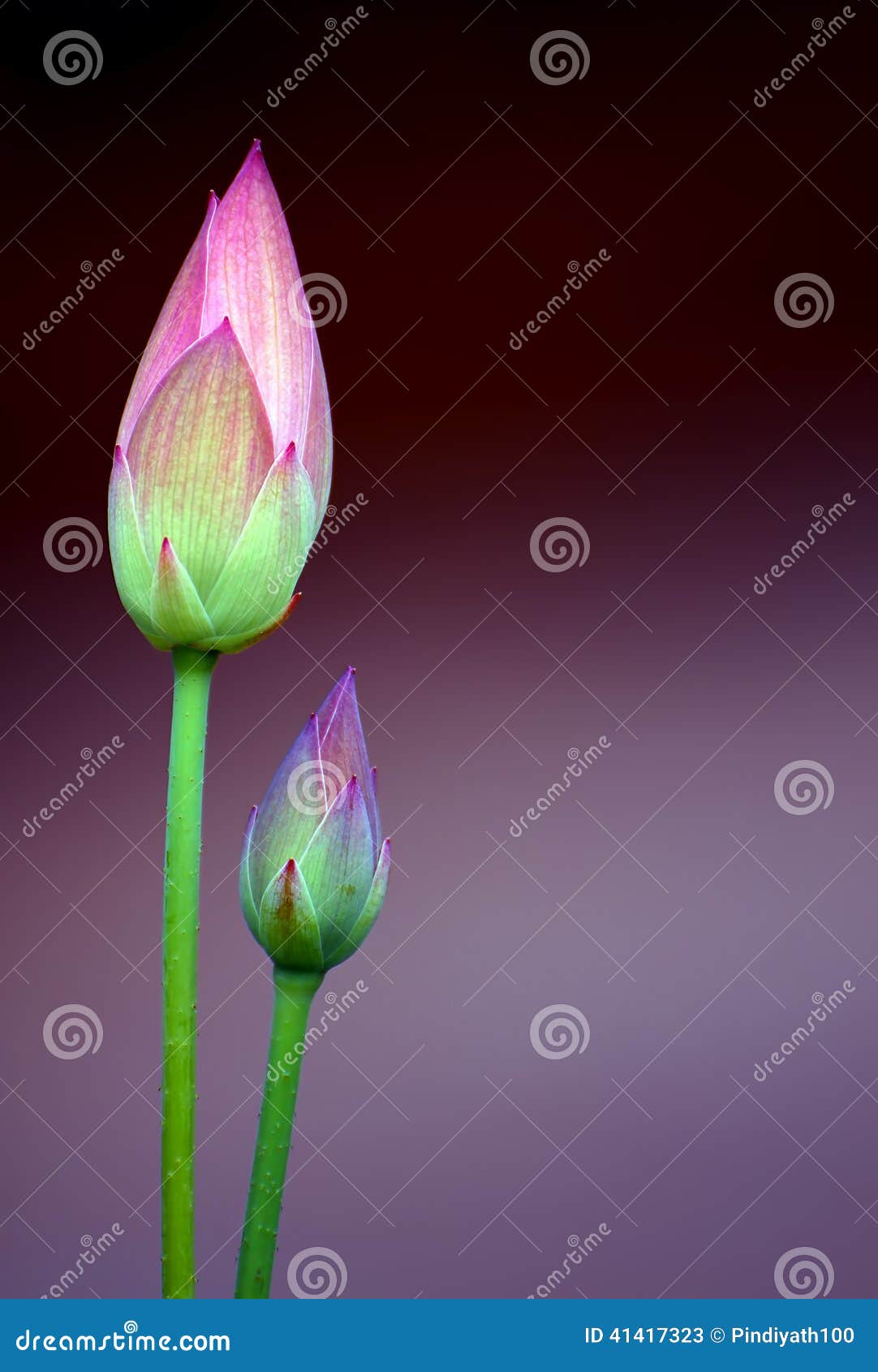 Lotus flower buds stock image. Image of pure, background 41417323