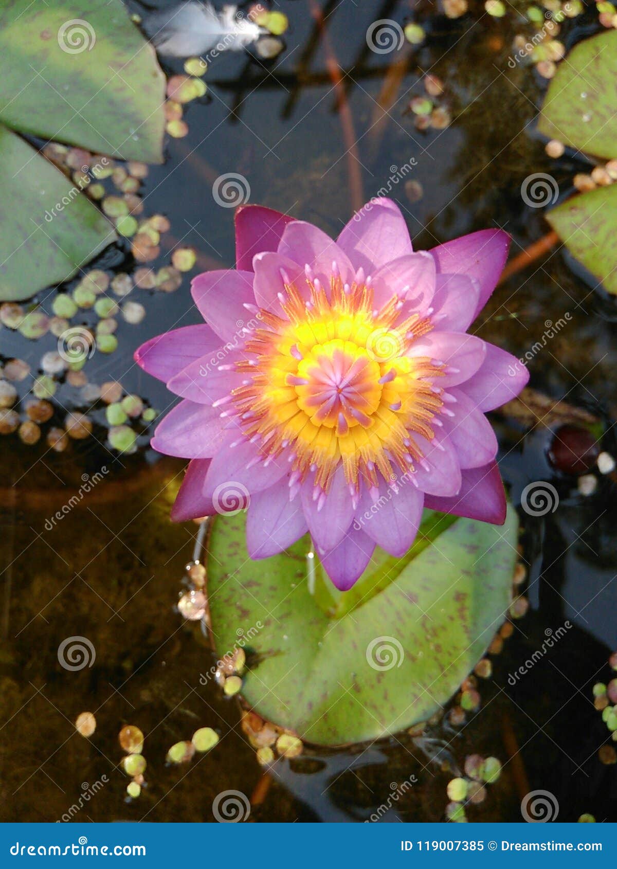 Lotus flower stock image. Image of lotus, mobile, flower 119007385
