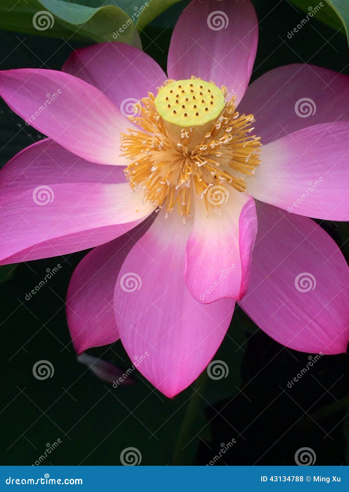lotus flower openin lotus flower openin