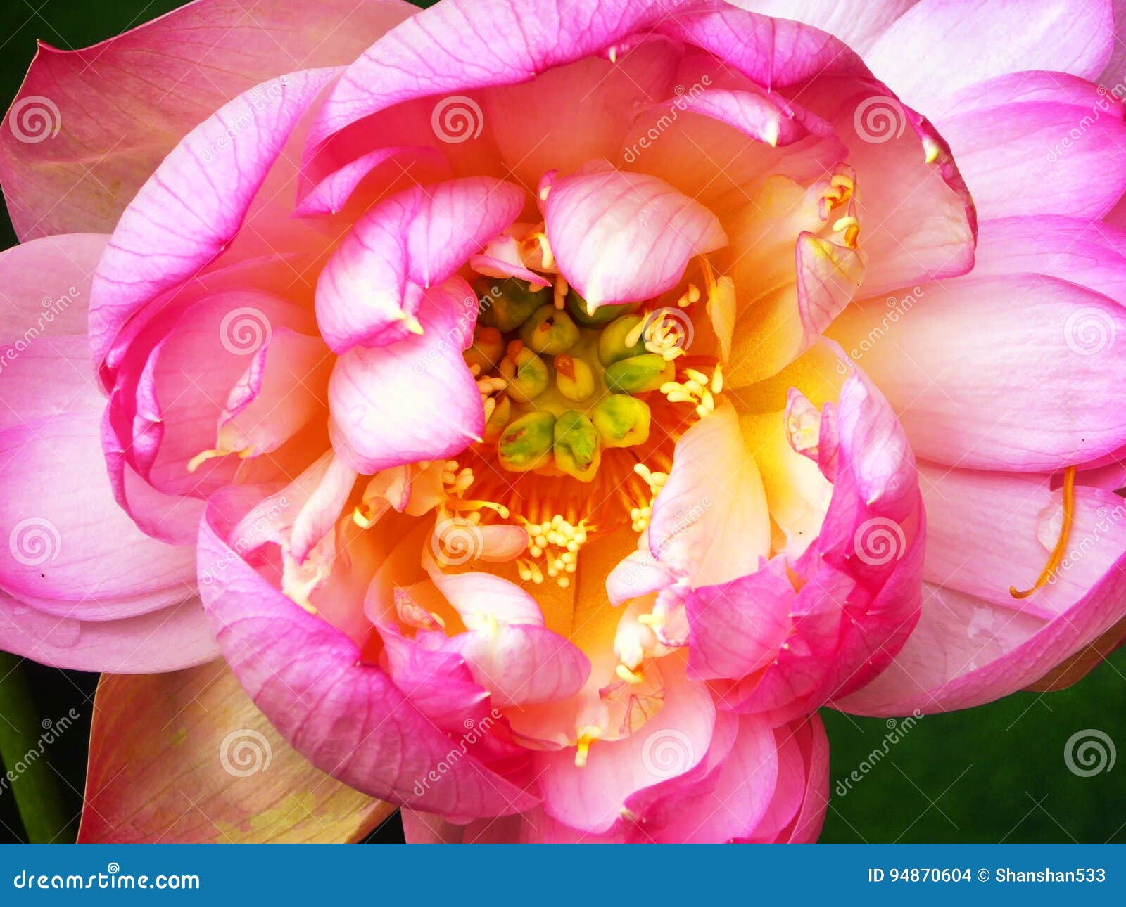 lotus flower feature inside guyi garden