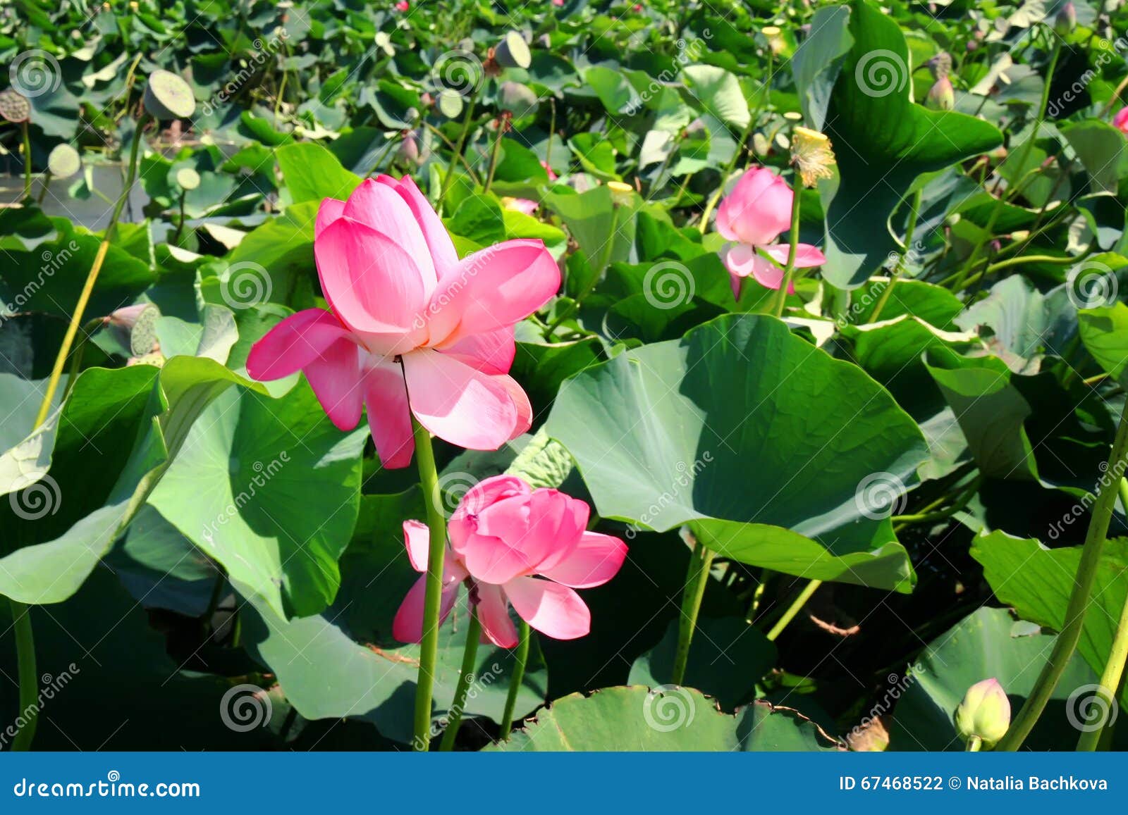 Lotus Flower Growing in Water Stock Photo Image of botany, blooming