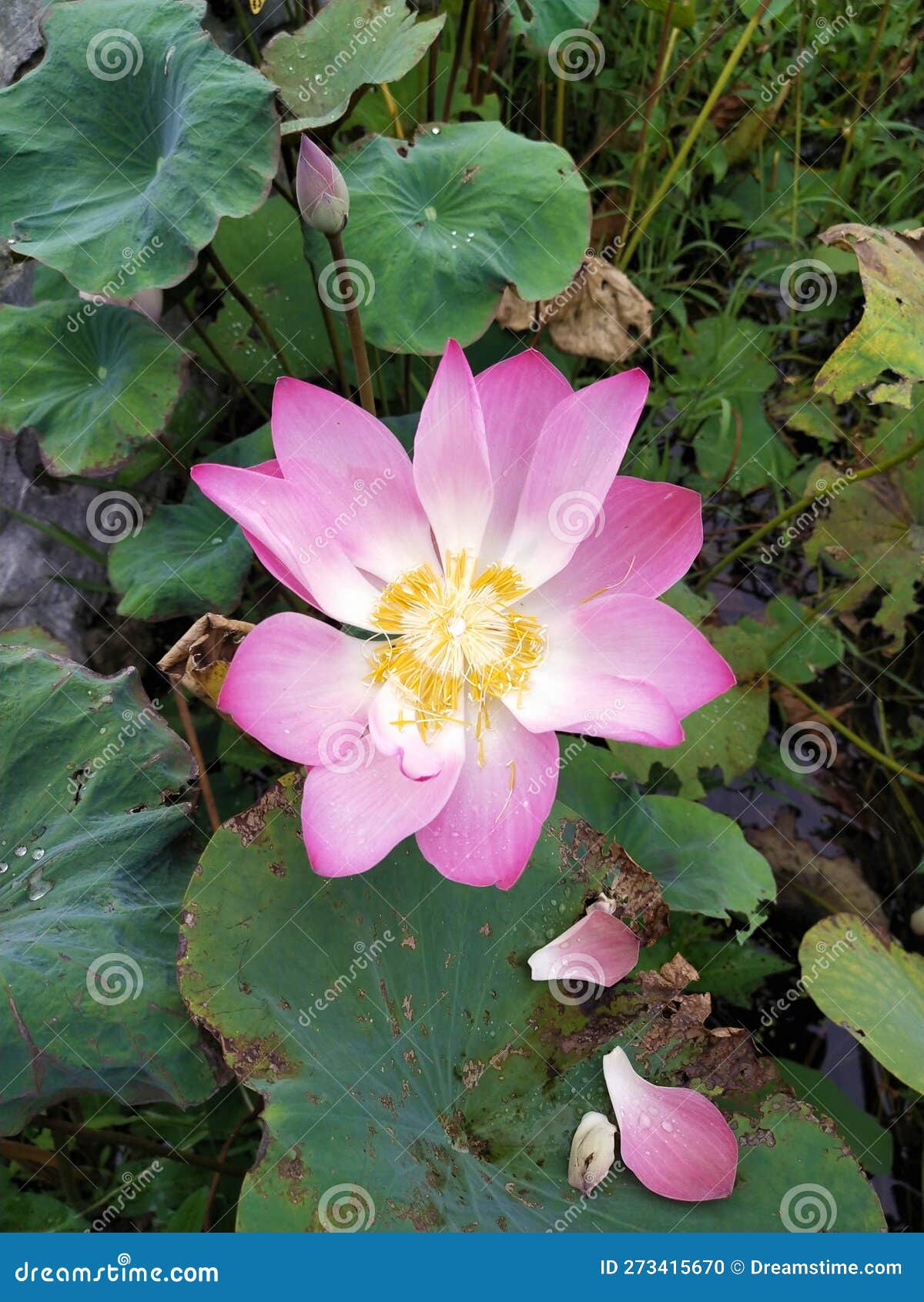 A Lotus Flower that Has Lost Two of Its Petals Stock Photo Image of