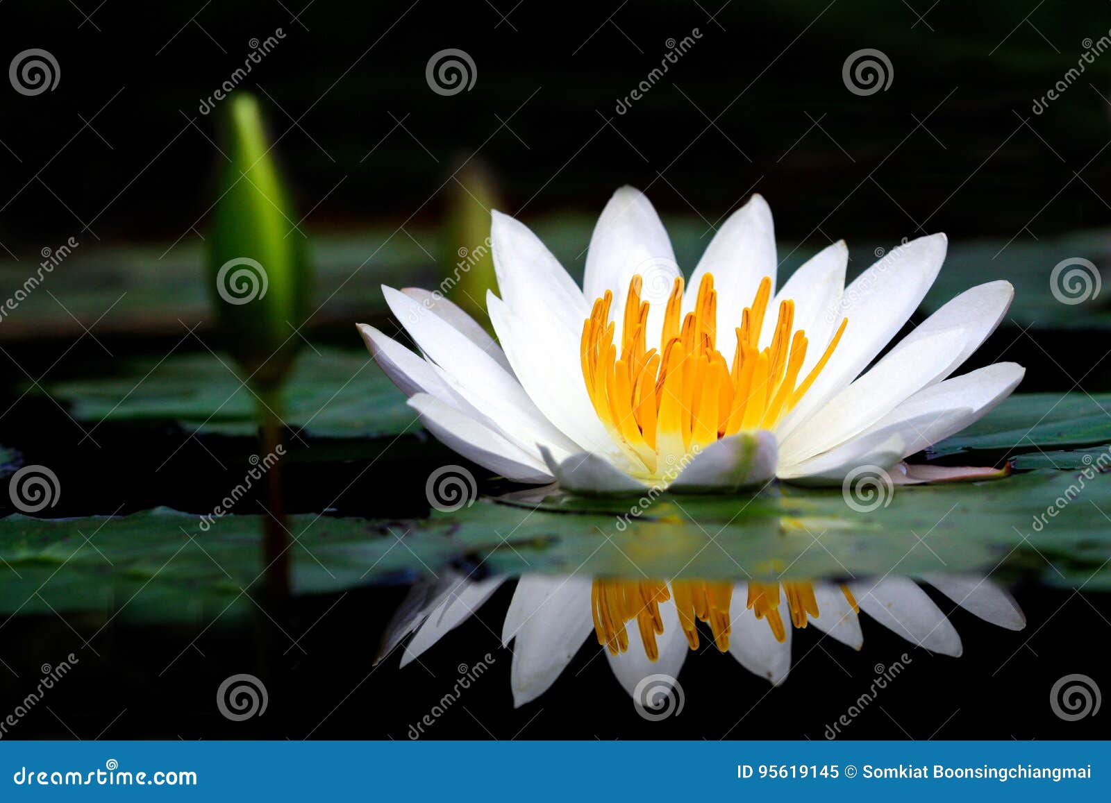 Lotus Flower Has a Reflection in the Water. Stock Image Image of